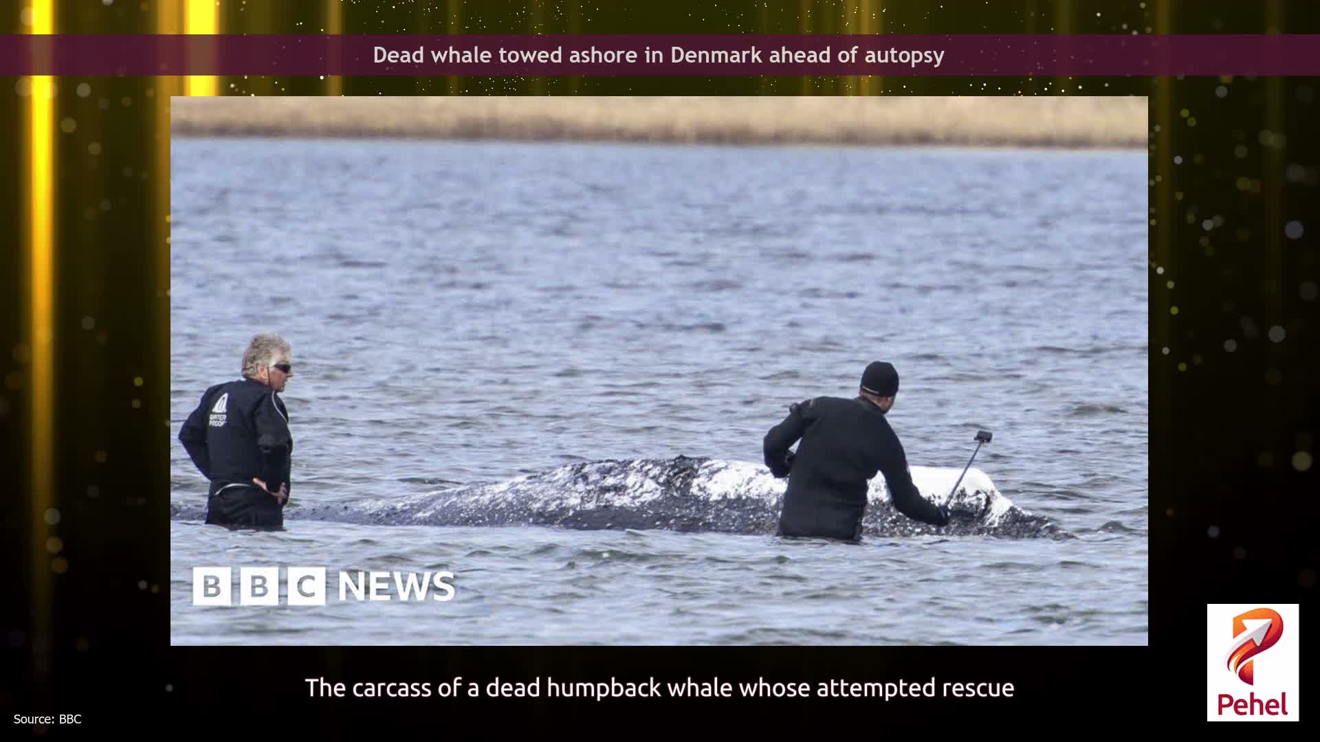 Dead whale towed ashore in Denmark ahead of autopsy