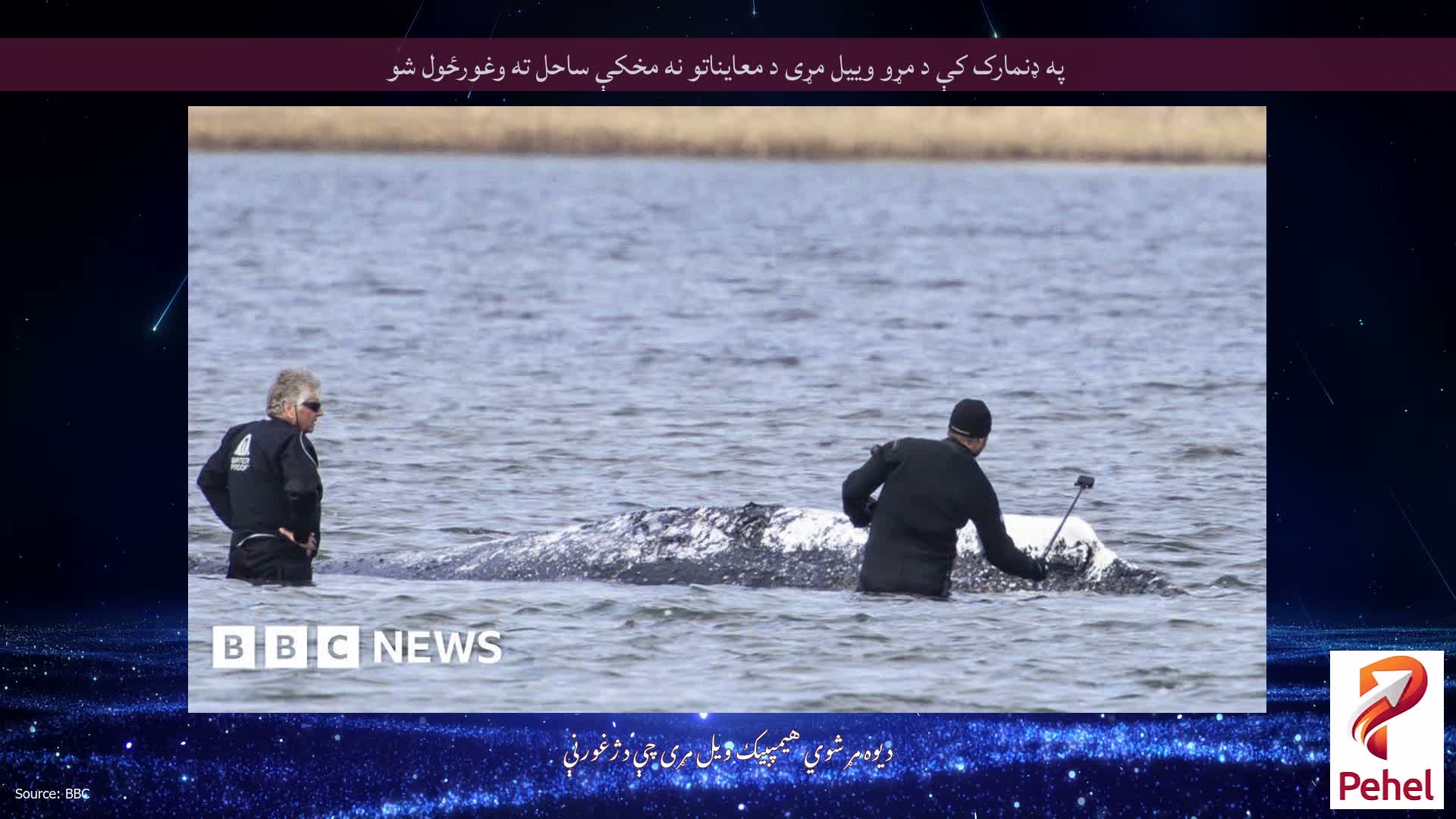 په ډنمارک کې د مړو وییل مړی د معایناتو نه مخکې ساحل ته وغورځول شو