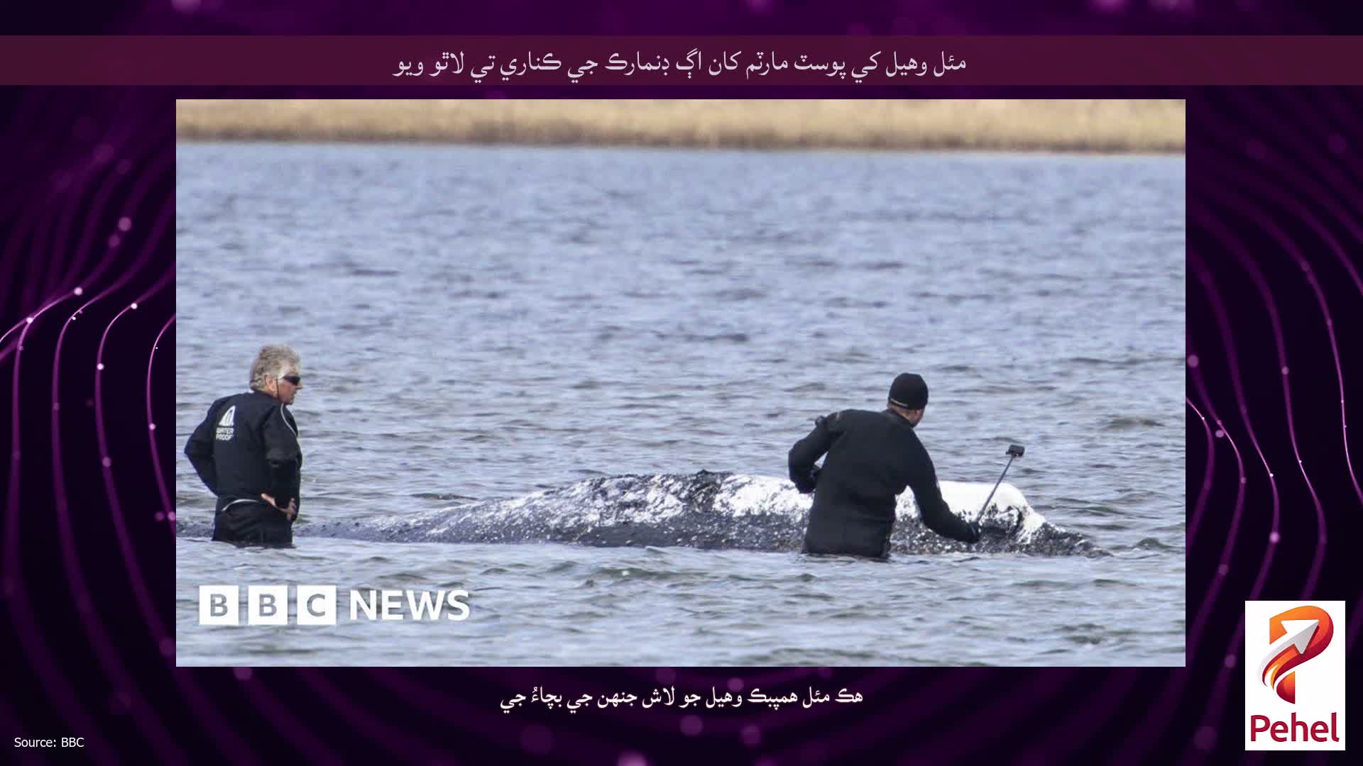 مئل وهيل کي پوسٽ مارٽم کان اڳ ڊنمارڪ جي ڪناري تي لاٿو ويو