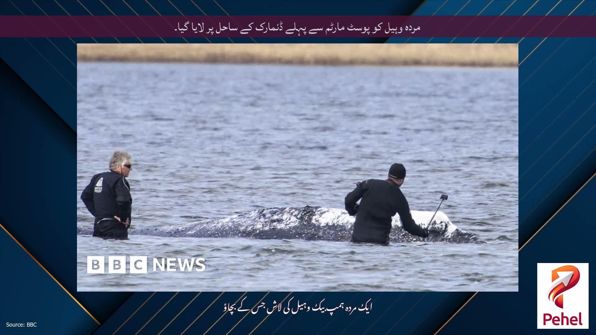مردہ وہیل کو پوسٹ مارٹم سے پہلے ڈنمارک کے ساحل پر لایا گیا۔