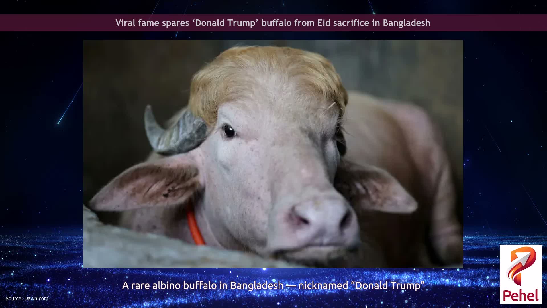 Viral fame spares ‘Donald Trump’ buffalo from Eid sacrifice in Bangladesh