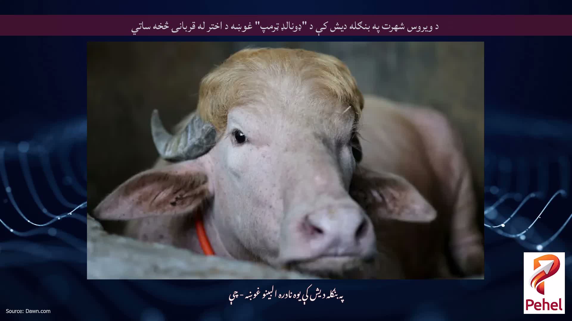 د ویروس شهرت په بنګله دیش کې د "ډونالډ ټرمپ" غوښه د اختر له قربانۍ څخه ساتي