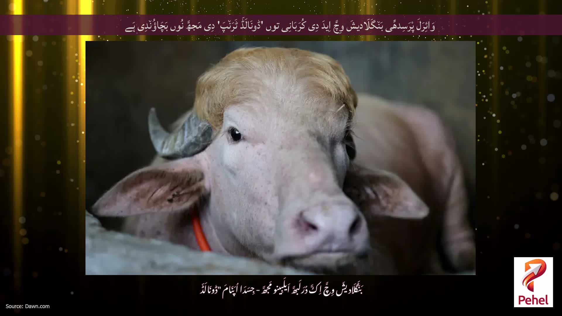 وَائِرَلَ پْرَسِدھِّی بَن٘گَلَادیشَ وِچَّ اِیدَ دِی کُرَبَانِی توں 'ڈونَالَڈَ ٹَرَن٘پَ' دِی مَجھَّ نُوں بَچَاؤُن٘دِی ہَے
