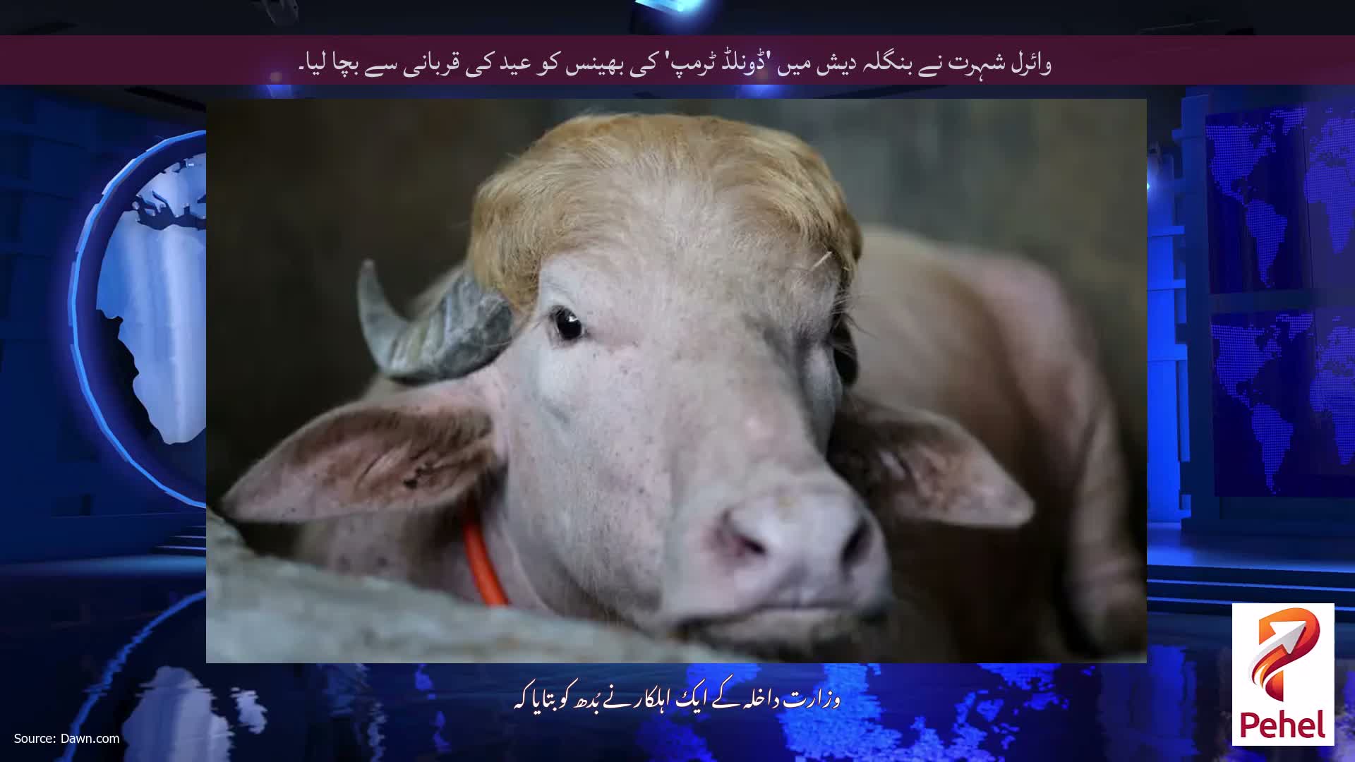 وائرل شہرت نے بنگلہ دیش میں 'ڈونلڈ ٹرمپ' کی بھینس کو عید کی قربانی سے بچا لیا۔