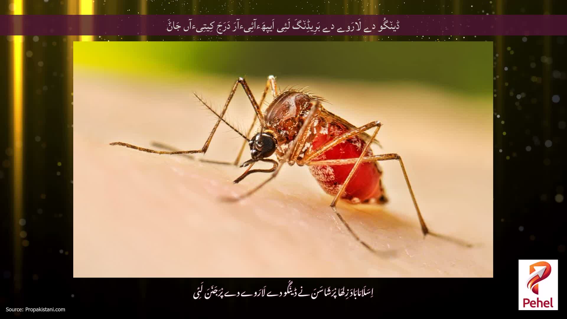 ڈین٘گُو دے لَارَوے دے بَرِیڈِن٘گَ لَئِی اَیپھَءآئِیءآرَ دَرَجَ کِیتِیءآں جَاݨَ