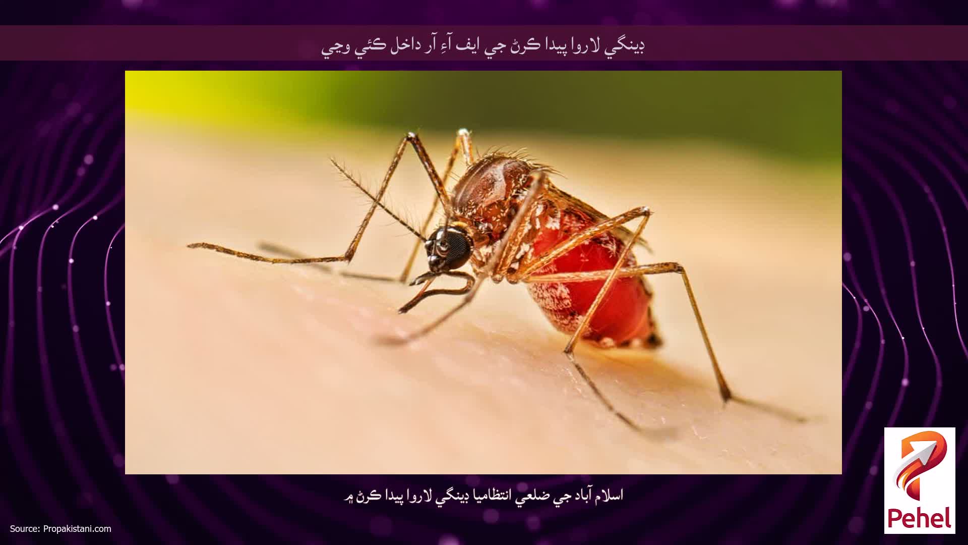 ڊينگي لاروا پيدا ڪرڻ جي ايف آءِ آر داخل ڪئي وڃي