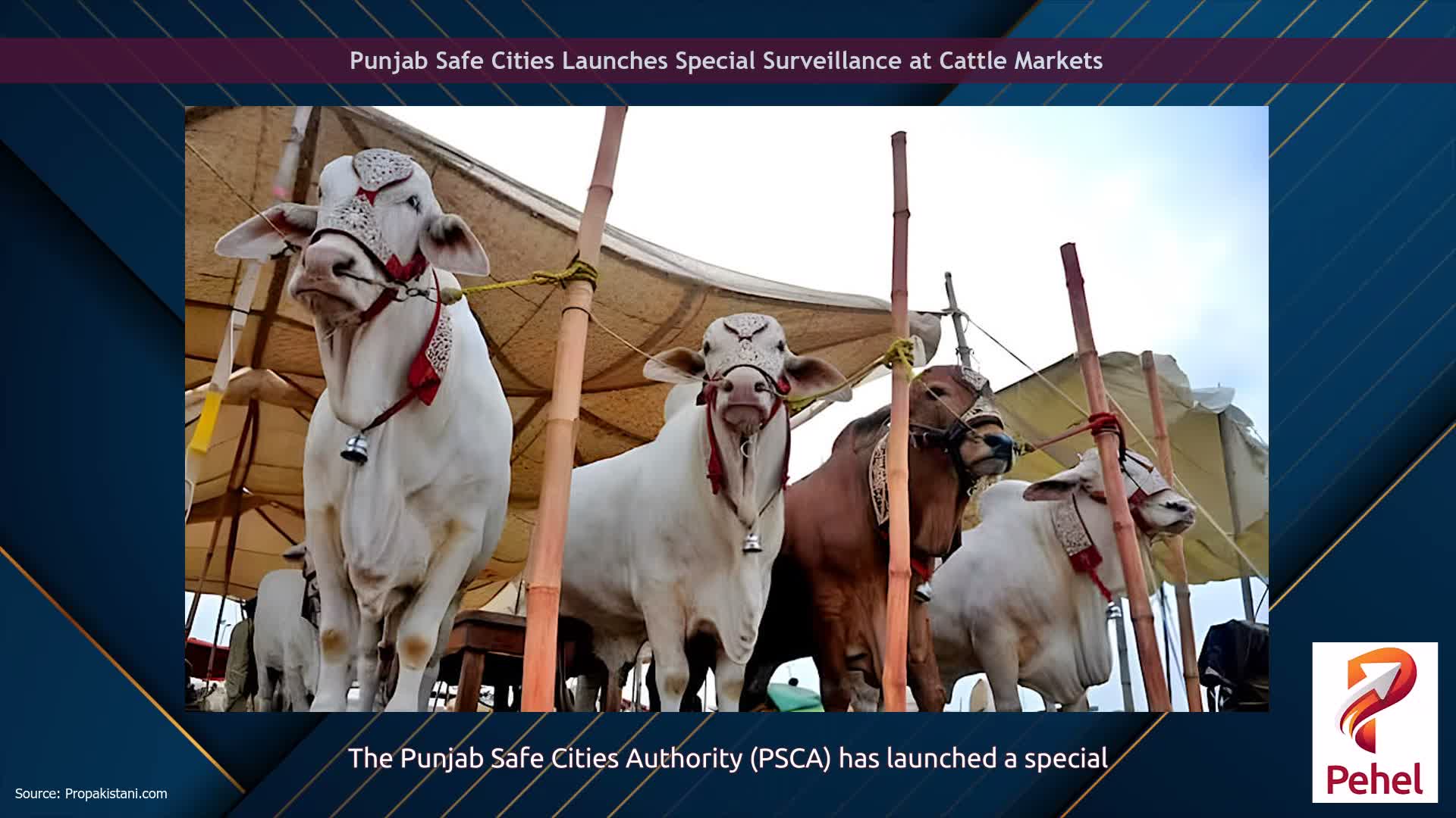 Punjab Safe Cities Launches Special Surveillance at Cattle Markets