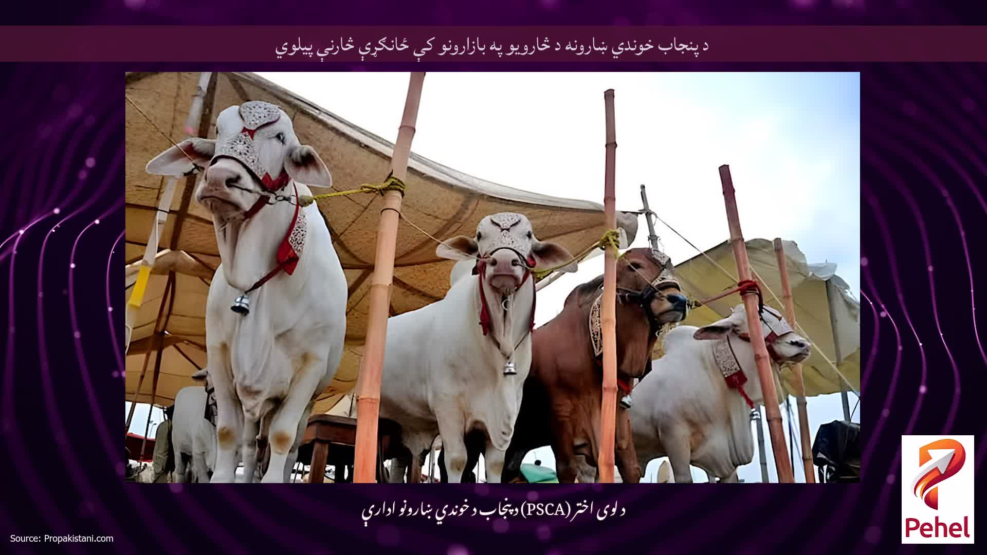 د پنجاب خوندي ښارونه د څارویو په بازارونو کې ځانګړې څارنې پیلوي
