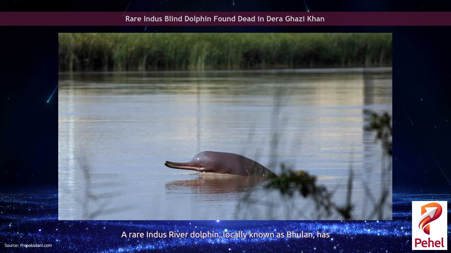 Rare Indus Blind Dolphin Found Dead in Dera Ghazi Khan