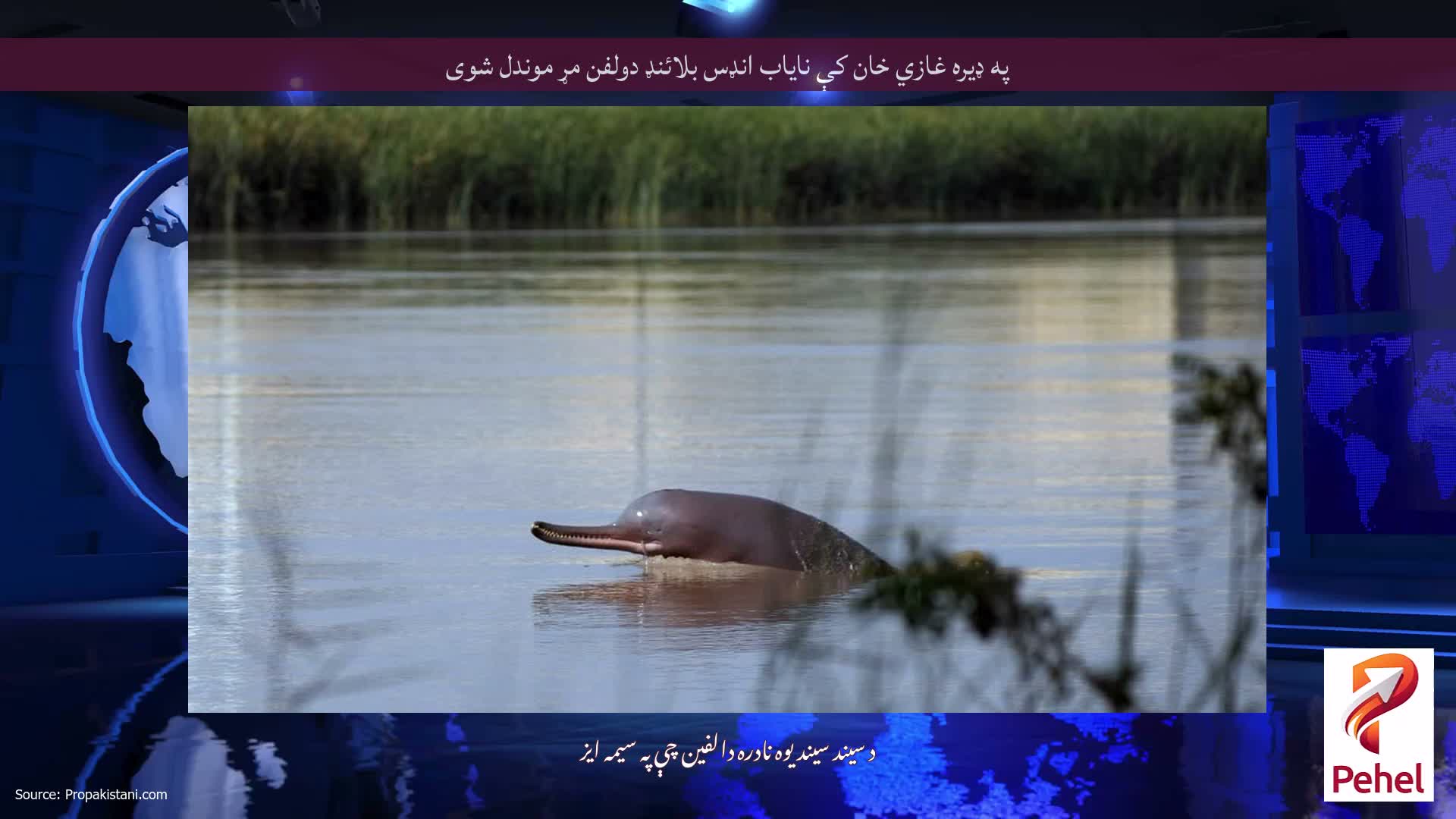 په ډيره غازي خان کې ناياب انډس بلائنډ دولفن مړ موندل شوی