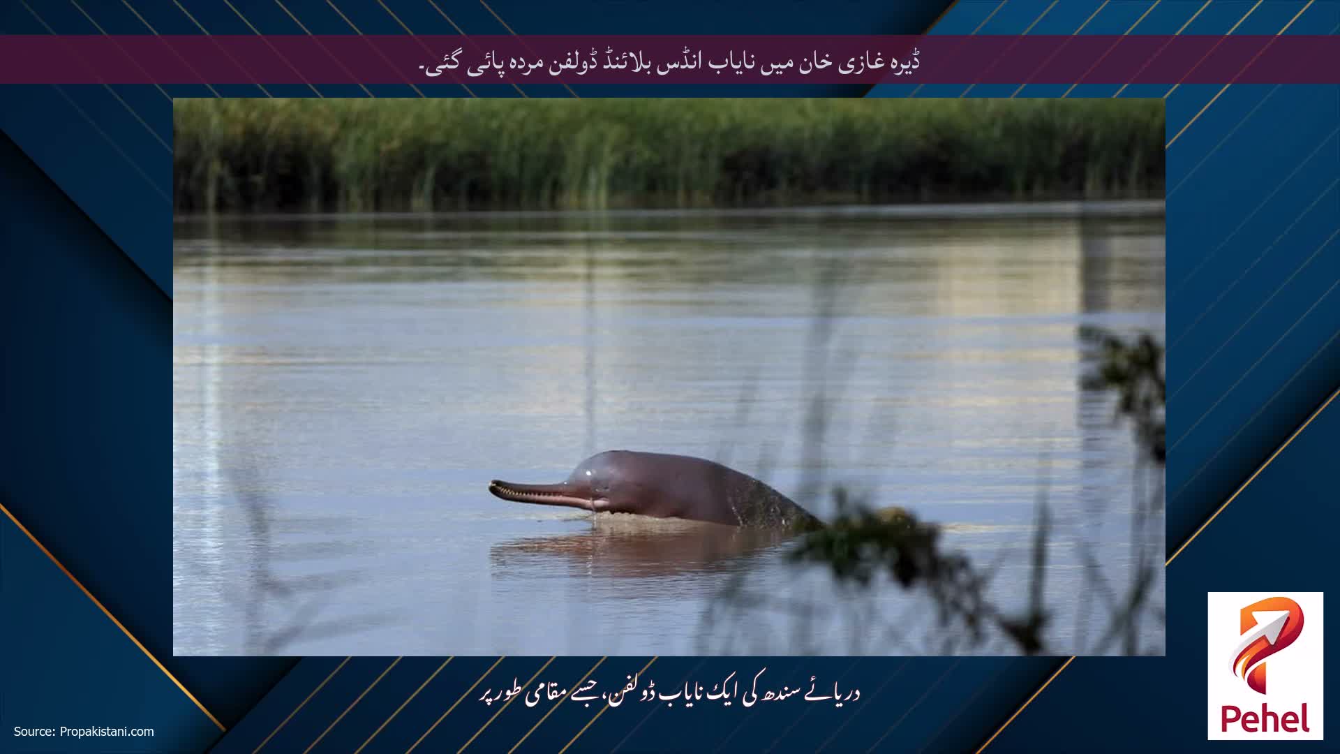 ڈیرہ غازی خان میں نایاب انڈس بلائنڈ ڈولفن مردہ پائی گئی۔