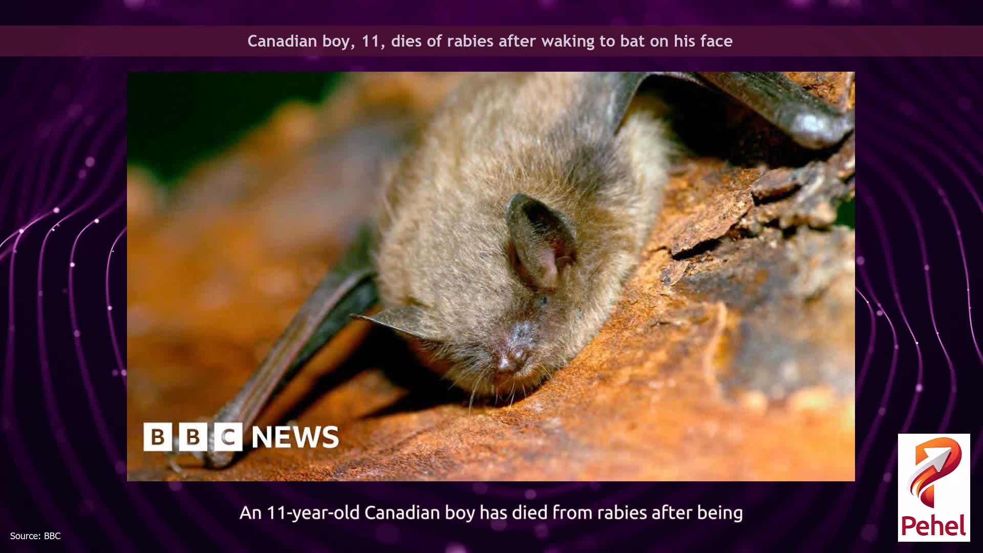 Canadian boy, 11, dies of rabies after waking to bat on his face
