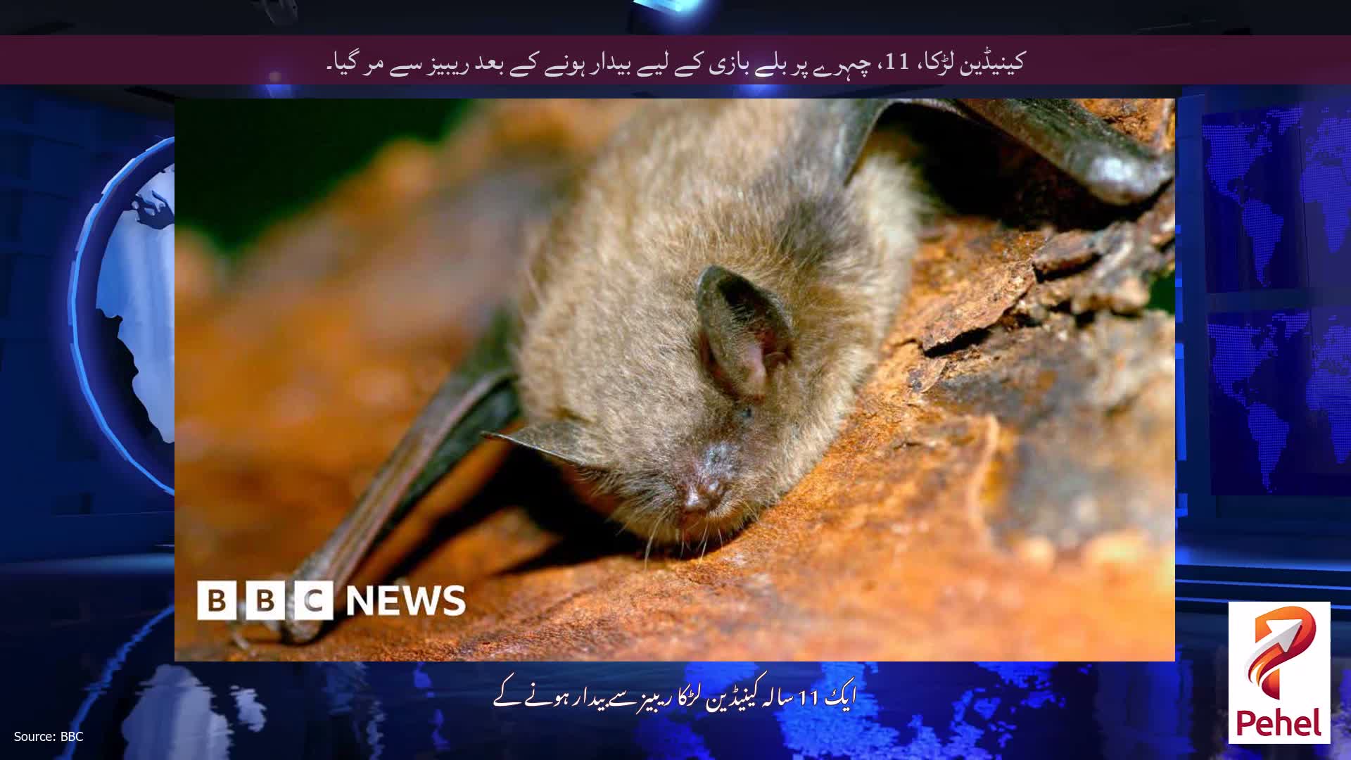 کینیڈین لڑکا، 11، چہرے پر بلے بازی کے لیے بیدار ہونے کے بعد ریبیز سے مر گیا۔