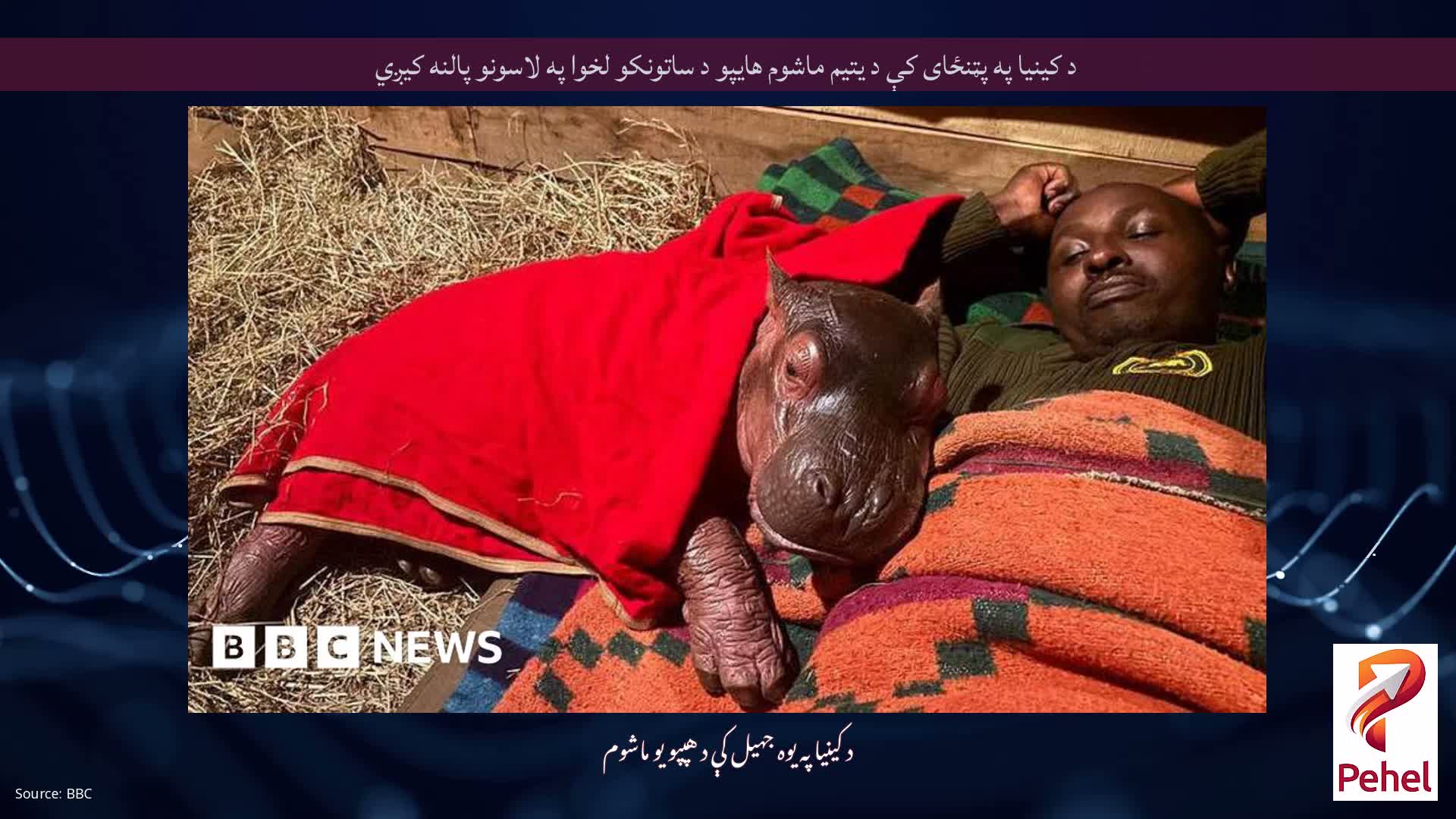 د کینیا په پټنځای کې د یتیم ماشوم هایپو د ساتونکو لخوا په لاسونو پالنه کیږي