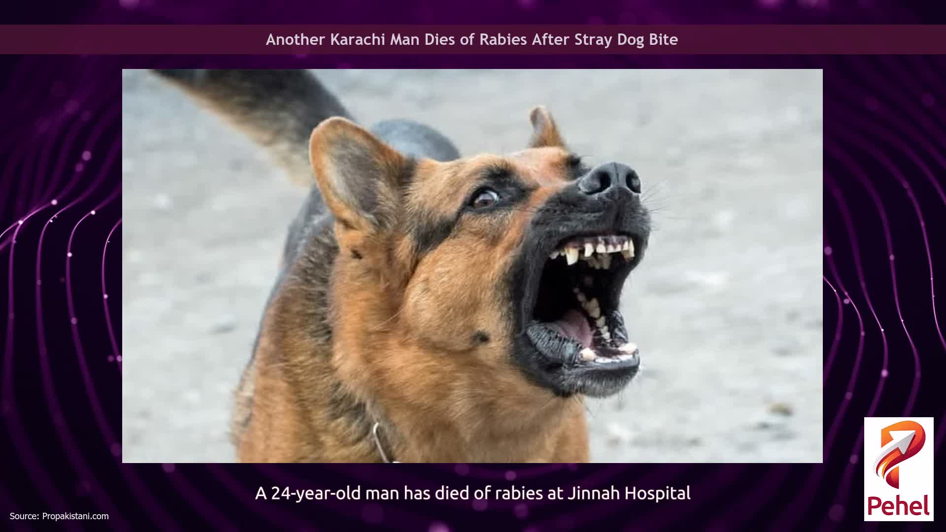 Another Karachi Man Dies of Rabies After Stray Dog Bite
