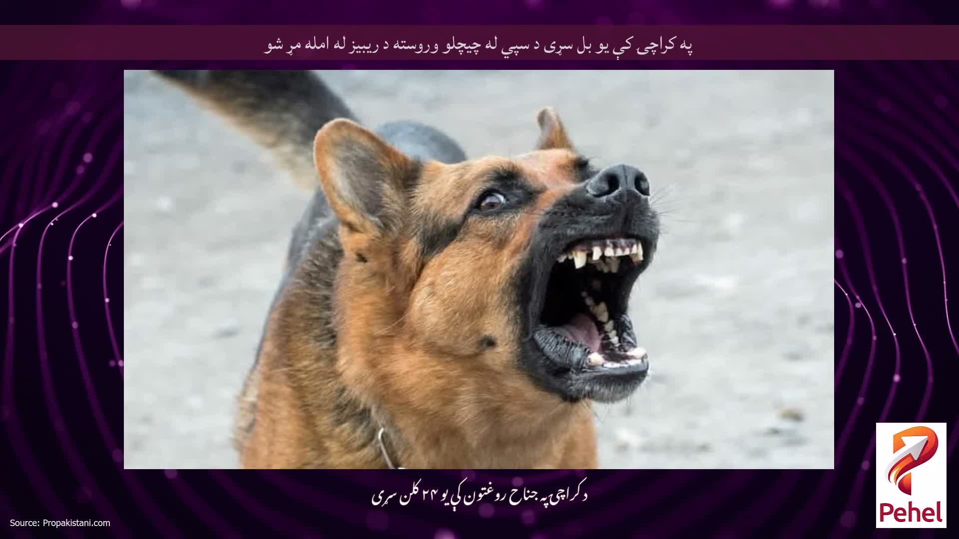 په کراچۍ کې یو بل سړی د سپي له چیچلو وروسته د ریبیز له امله مړ شو