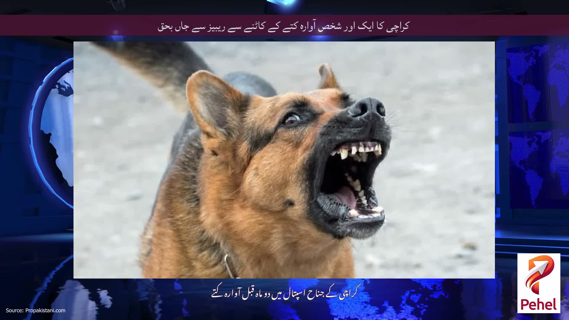 کراچی کا ایک اور شخص آوارہ کتے کے کاٹنے سے ریبیز سے جاں بحق