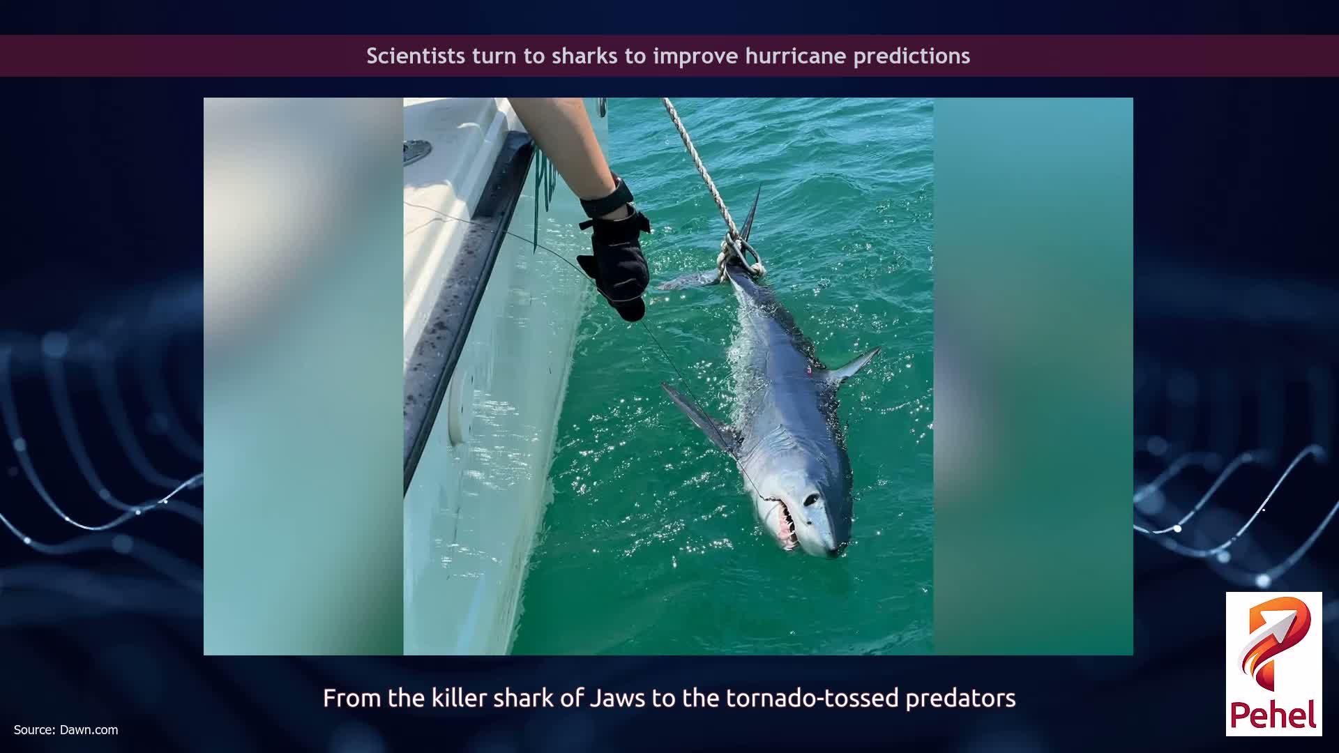 Scientists turn to sharks to improve hurricane predictions
