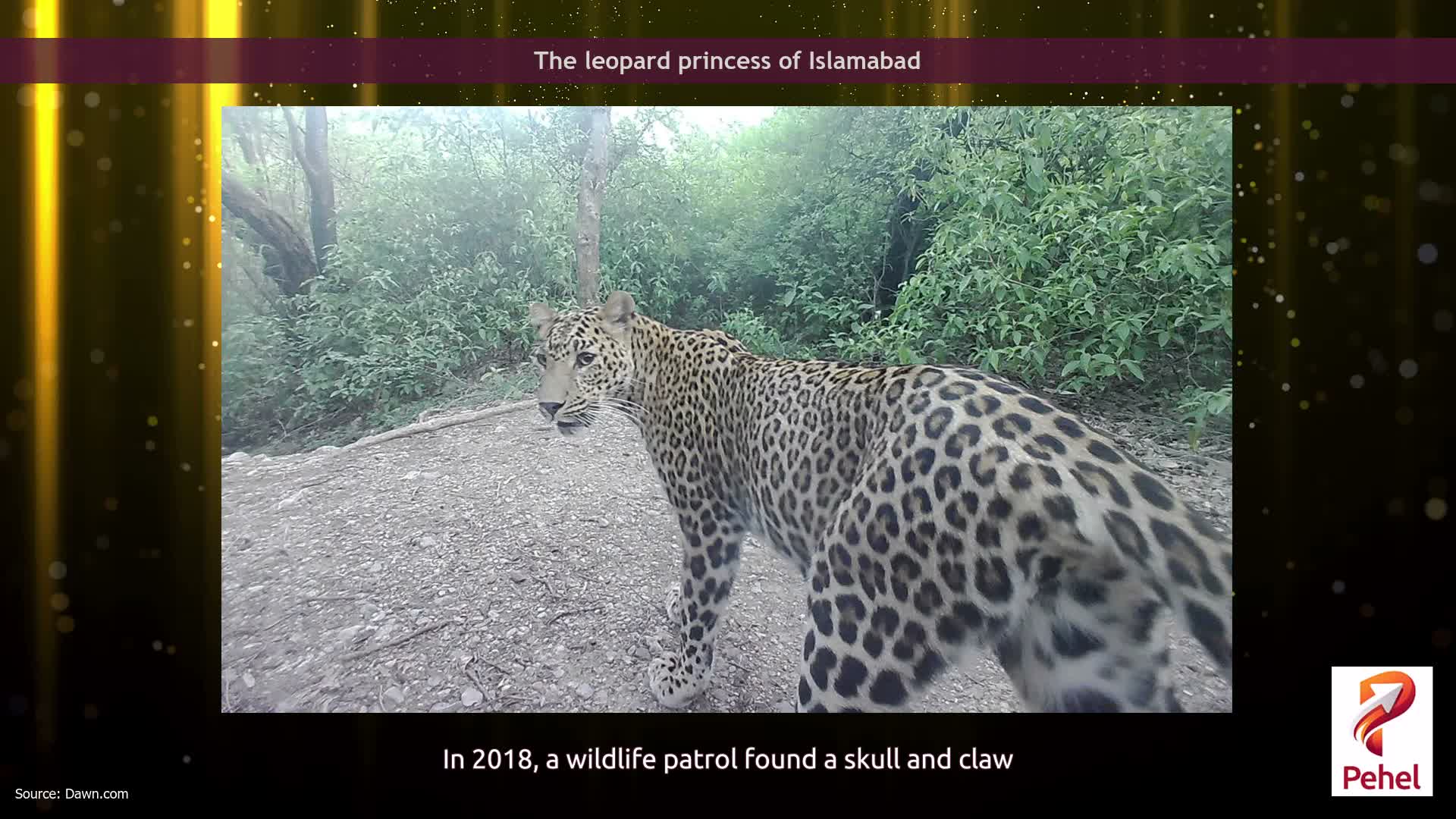 The leopard princess of Islamabad