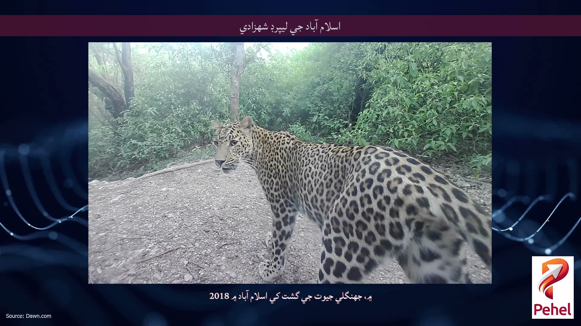 اسلام آباد جي ليپرڊ شهزادي
