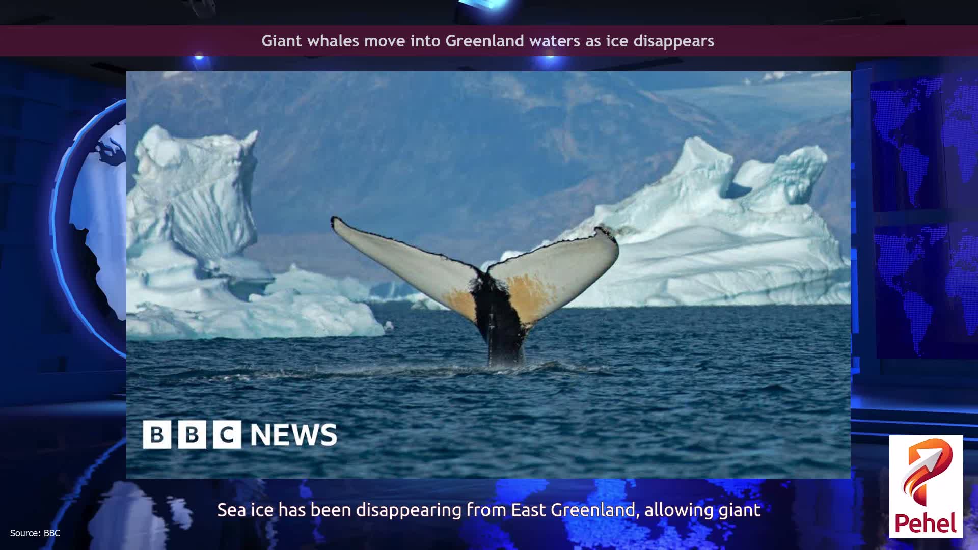 Giant whales move into Greenland waters as ice disappears
