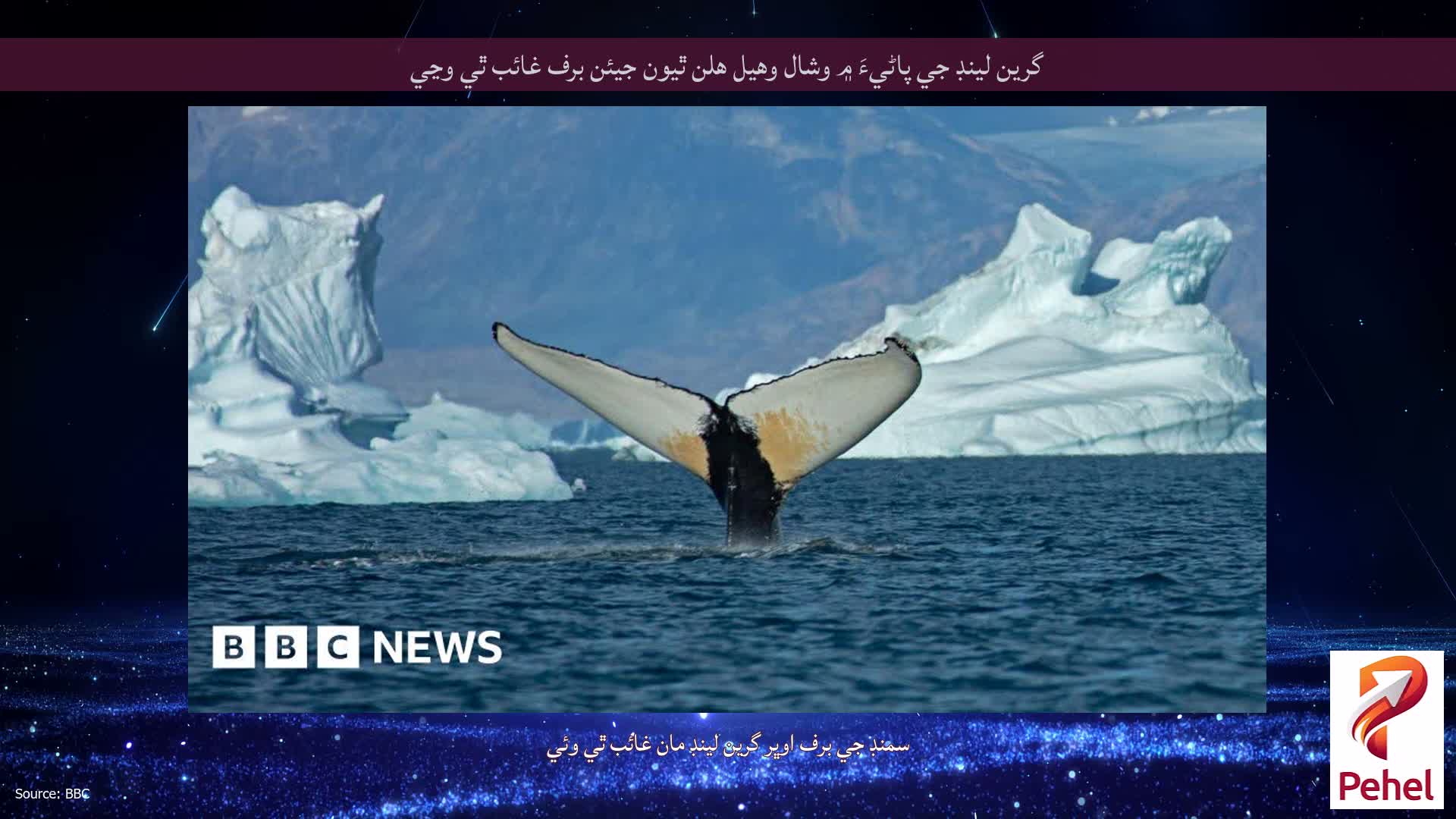گرين لينڊ جي پاڻيءَ ۾ وشال وهيل هلن ٿيون جيئن برف غائب ٿي وڃي