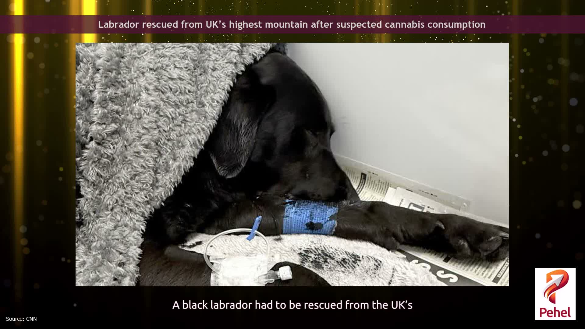 Labrador rescued from UK’s highest mountain after suspected cannabis consumption