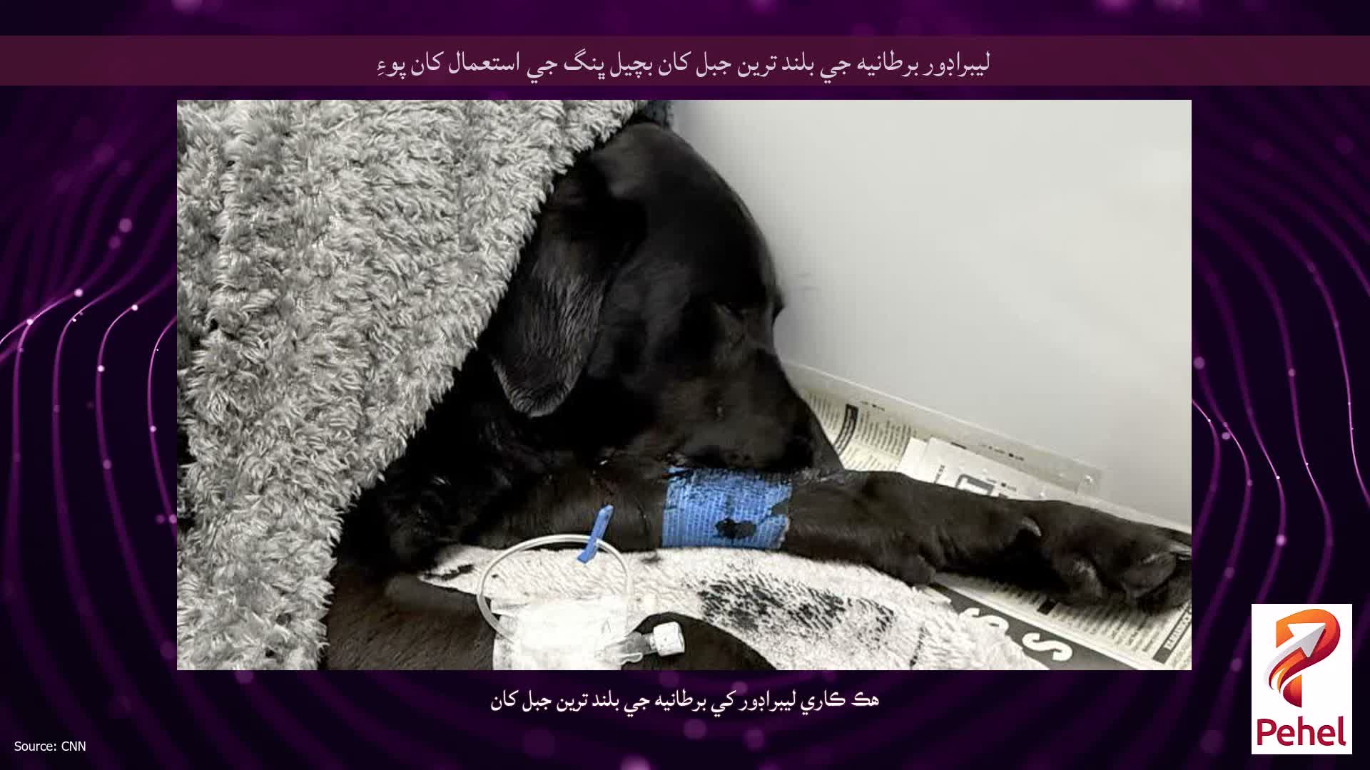 ليبراڊور برطانيه جي بلند ترين جبل کان بچيل ڀنگ جي استعمال کان پوءِ