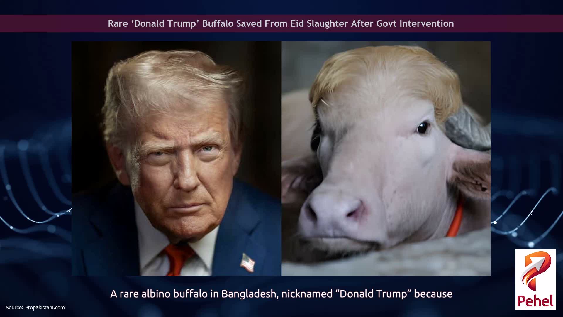 Rare ‘Donald Trump’ Buffalo Saved From Eid Slaughter After Govt Intervention