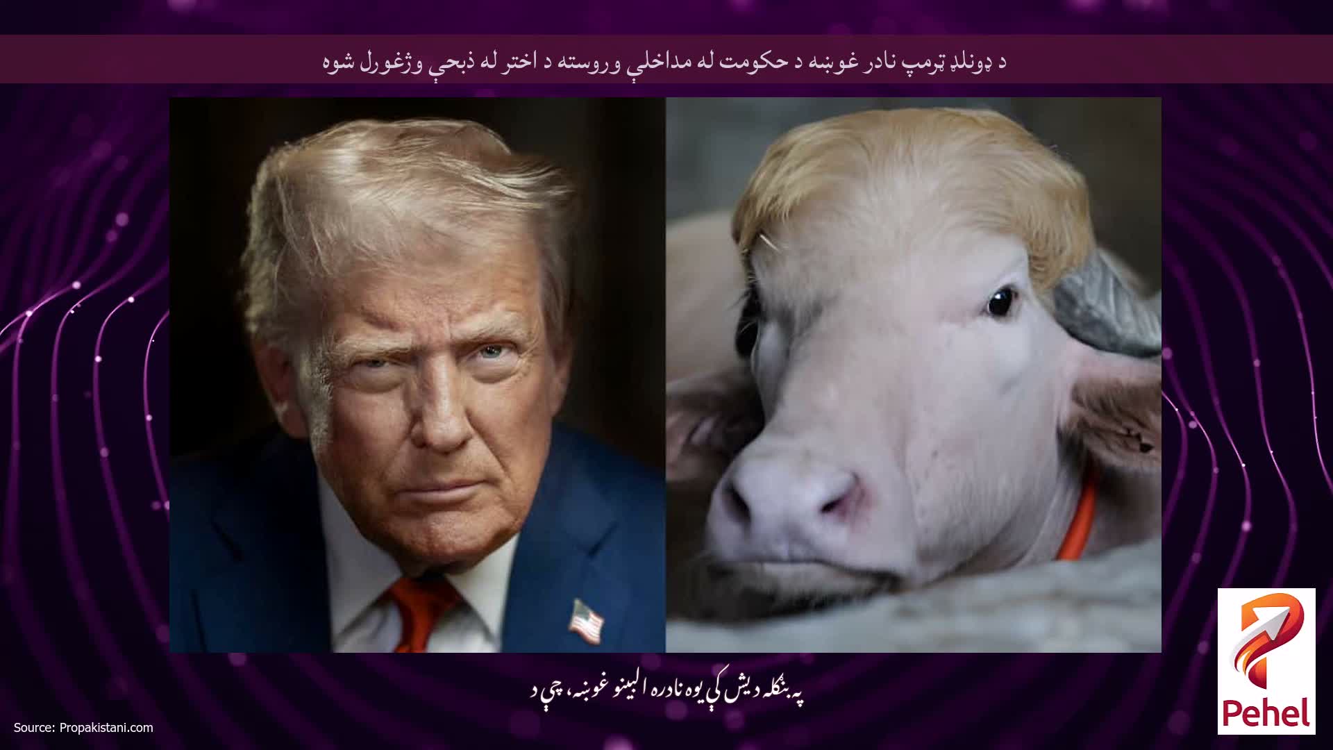 د ډونلډ ټرمپ نادر غوښه د حکومت له مداخلې وروسته د اختر له ذبحې وژغورل شوه