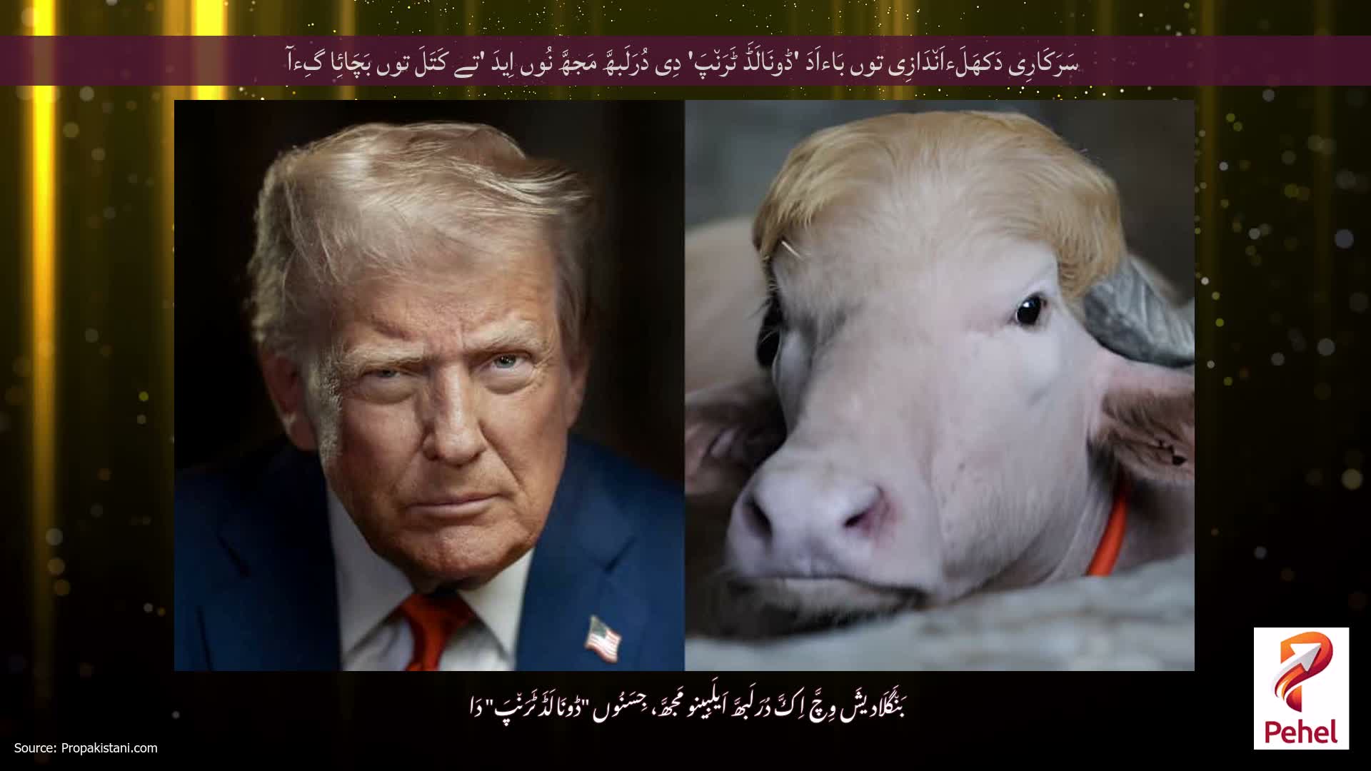 سَرَکَارِی دَکھَلَءاَن٘دَازِی توں بَاءاَدَ 'ڈونَالَڈَ ٹَرَن٘پَ' دِی دُرَلَبھَّ مَجھَّ نُوں اِیدَ 'تے کَتَلَ توں بَچَائِا گِءآ