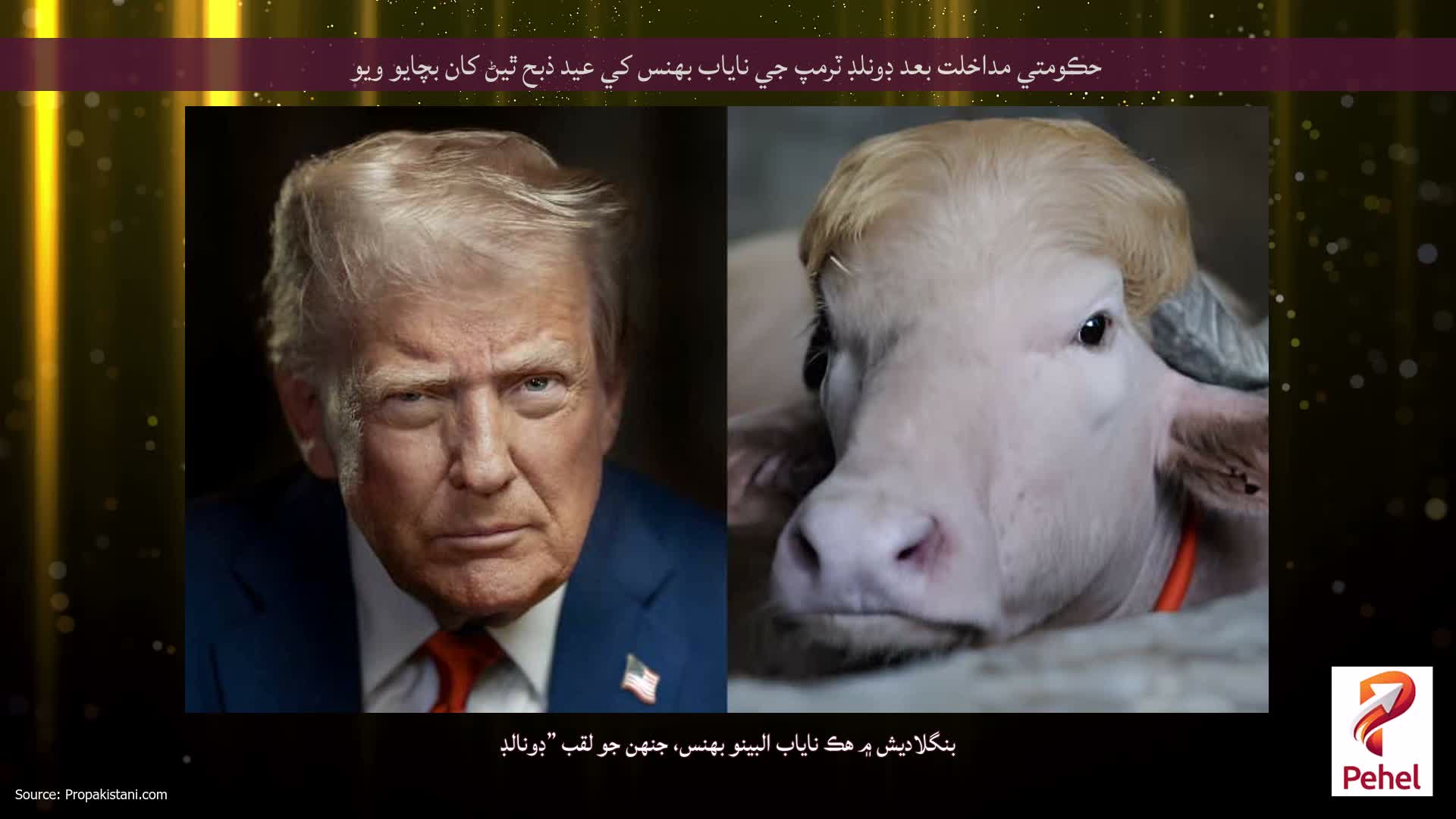 حڪومتي مداخلت بعد ڊونلڊ ٽرمپ جي ناياب بهنس کي عيد ذبح ٿيڻ کان بچايو ويو