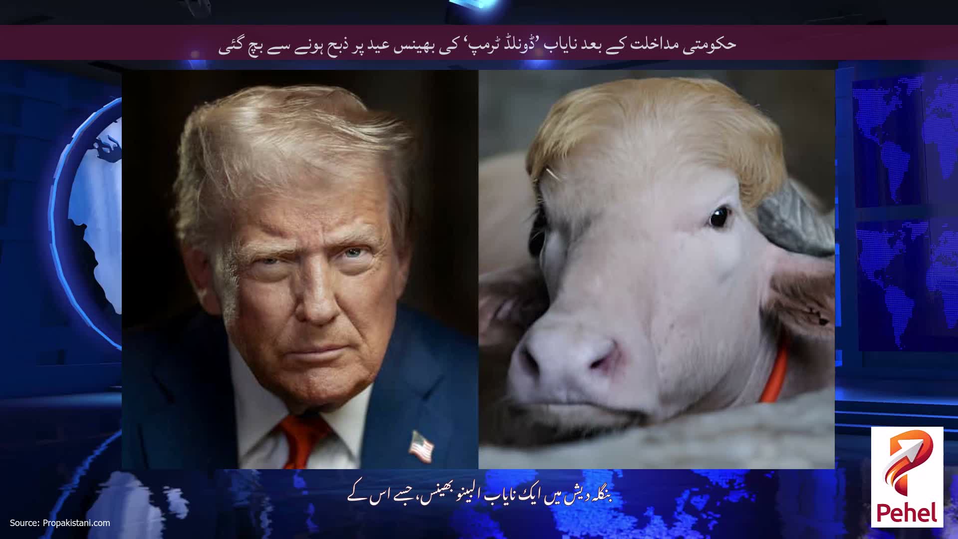 حکومتی مداخلت کے بعد نایاب ’ڈونلڈ ٹرمپ‘ کی بھینس عید پر ذبح ہونے سے بچ گئی