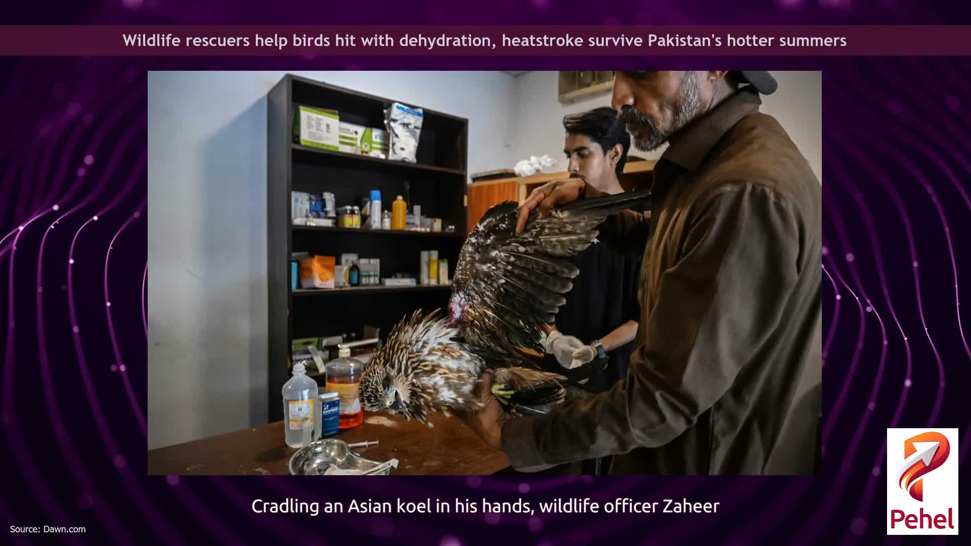 Wildlife rescuers help birds hit with dehydration, heatstroke survive Pakistan's hotter summers