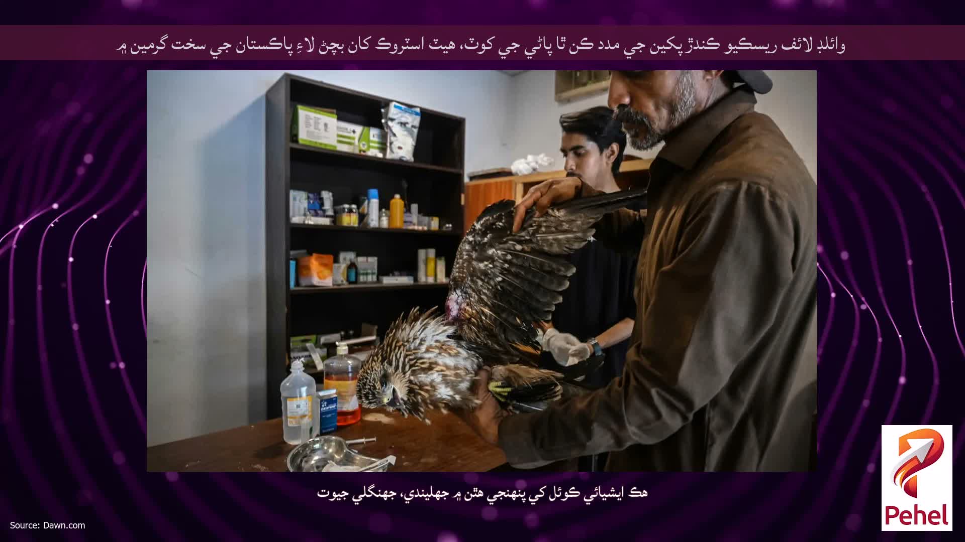 وائلڊ لائف ريسڪيو ڪندڙ پکين جي مدد ڪن ٿا پاڻي جي کوٽ، هيٽ اسٽروڪ کان بچڻ لاءِ پاڪستان جي سخت گرمين ۾