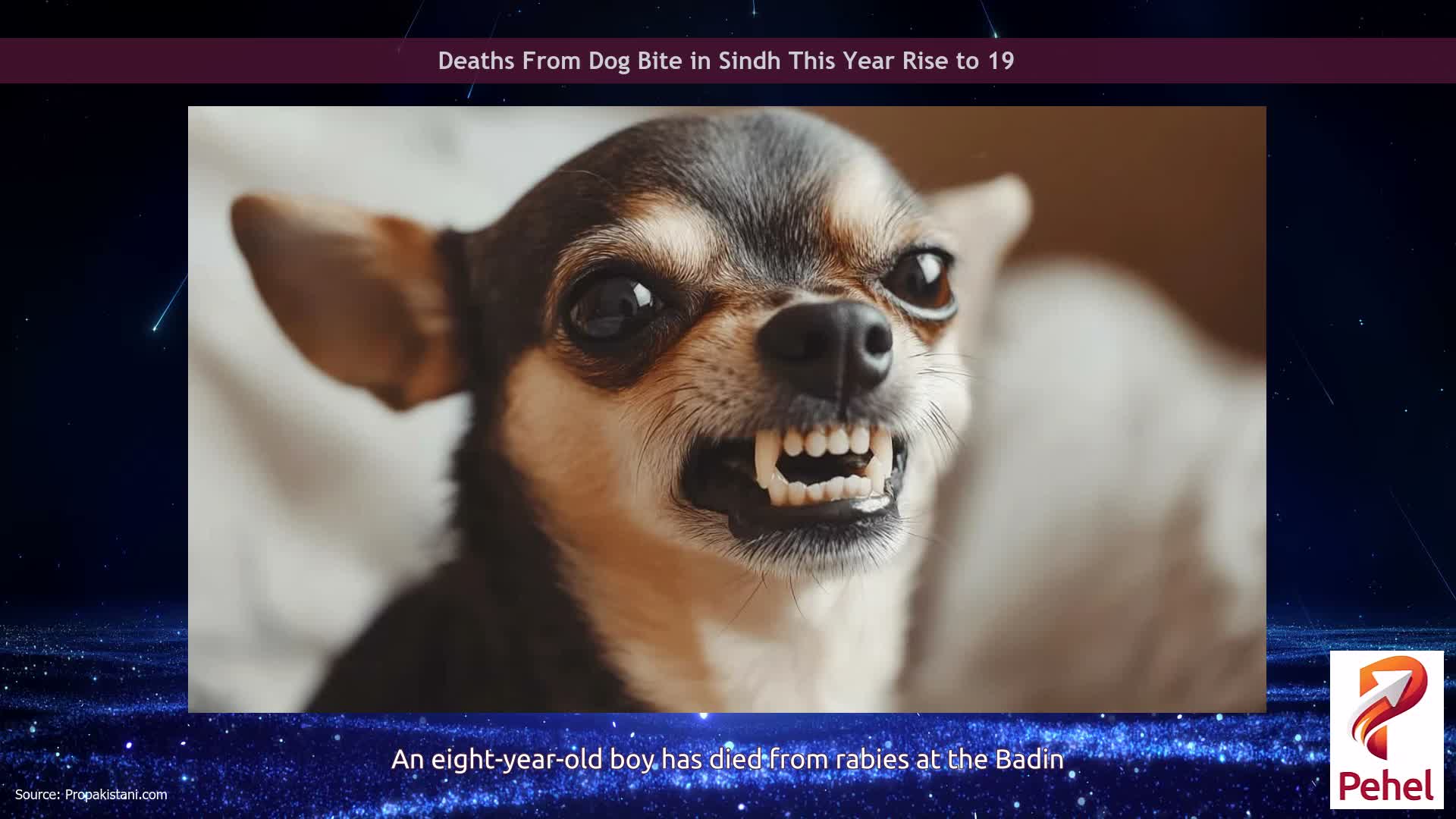 Deaths From Dog Bite in Sindh This Year Rise to 19