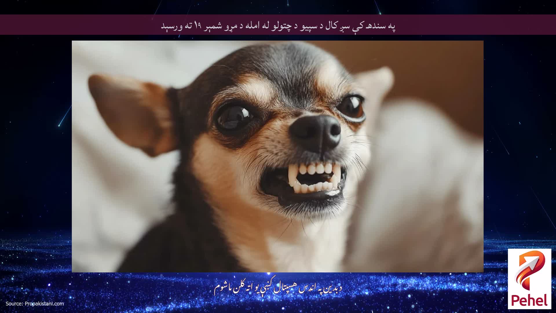په سندهـ کې سږ کال د سپيو د چتولو له امله د مړو شمېر ۱۹ ته ورسېد