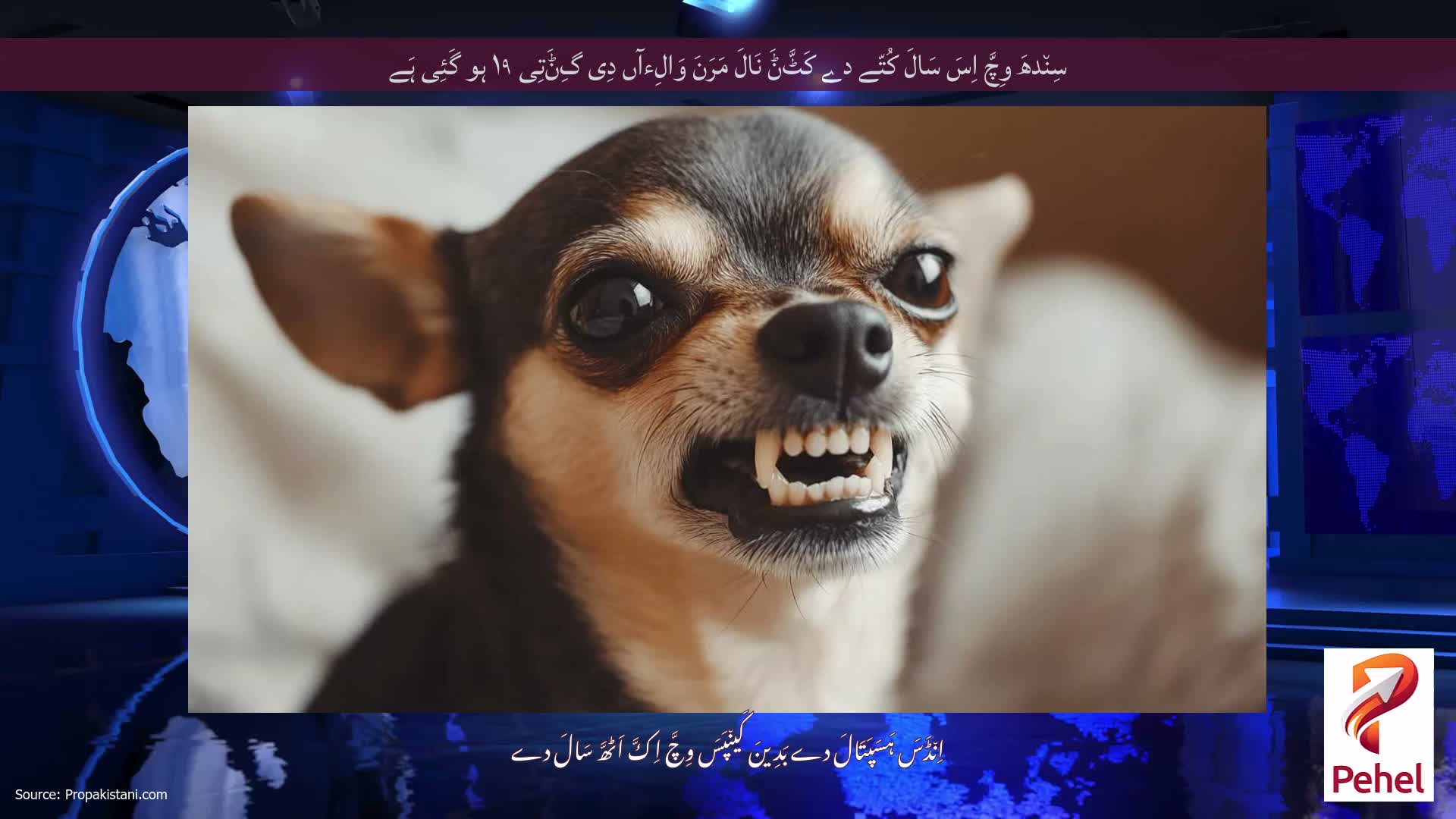 سِن٘دھَ وِچَّ اِسَ سَالَ کُتّے دے کَٹَّݨَ نَالَ مَرَنَ وَالِءآں دِی گِݨَتِی ۱۹ ہو گَئِی ہَے