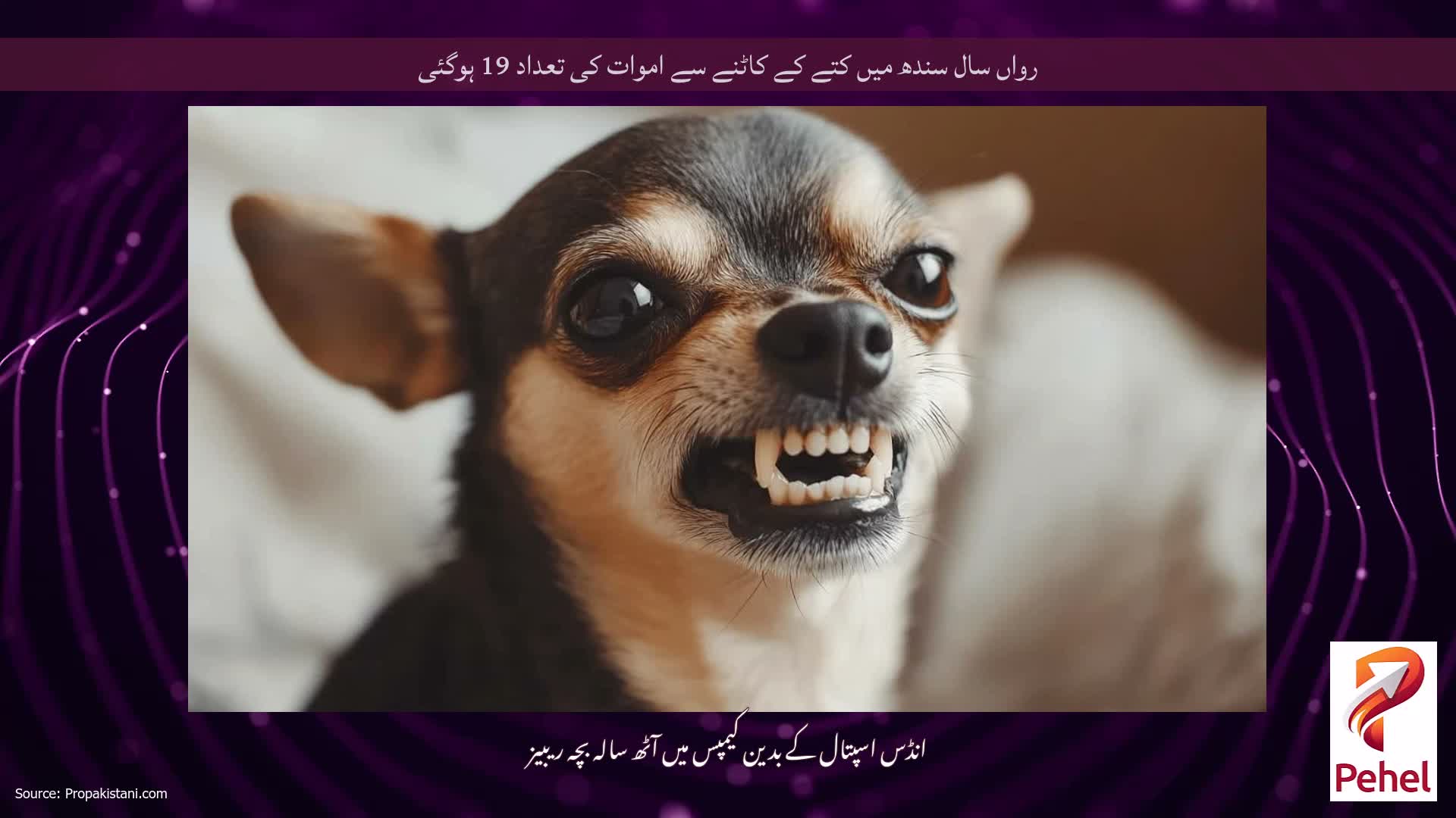 رواں سال سندھ میں کتے کے کاٹنے سے اموات کی تعداد 19 ہوگئی
