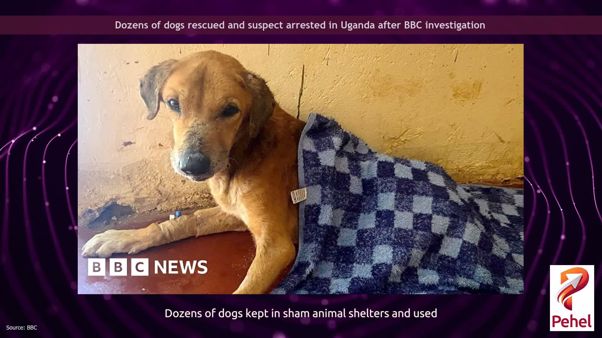 Dozens of dogs rescued and suspect arrested in Uganda after BBC investigation