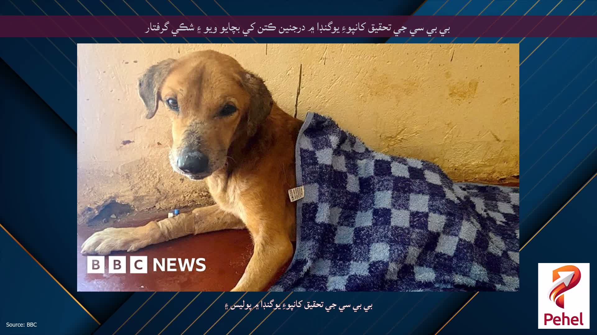 بي بي سي جي تحقيق کانپوءِ يوگنڊا ۾ درجنين ڪتن کي بچايو ويو ۽ شڪي گرفتار