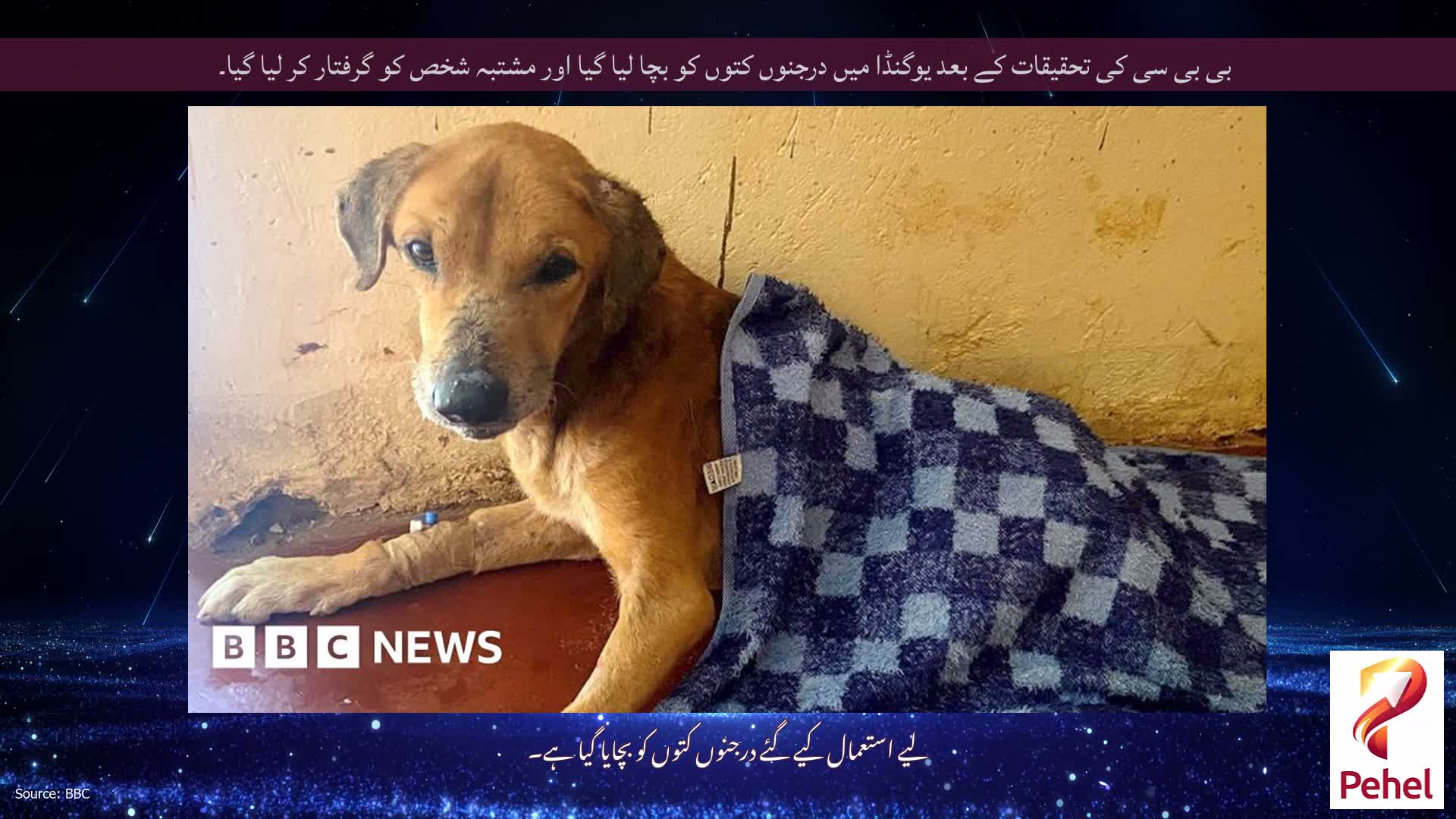 بی بی سی کی تحقیقات کے بعد یوگنڈا میں درجنوں کتوں کو بچا لیا گیا اور مشتبہ شخص کو گرفتار کر لیا گیا۔