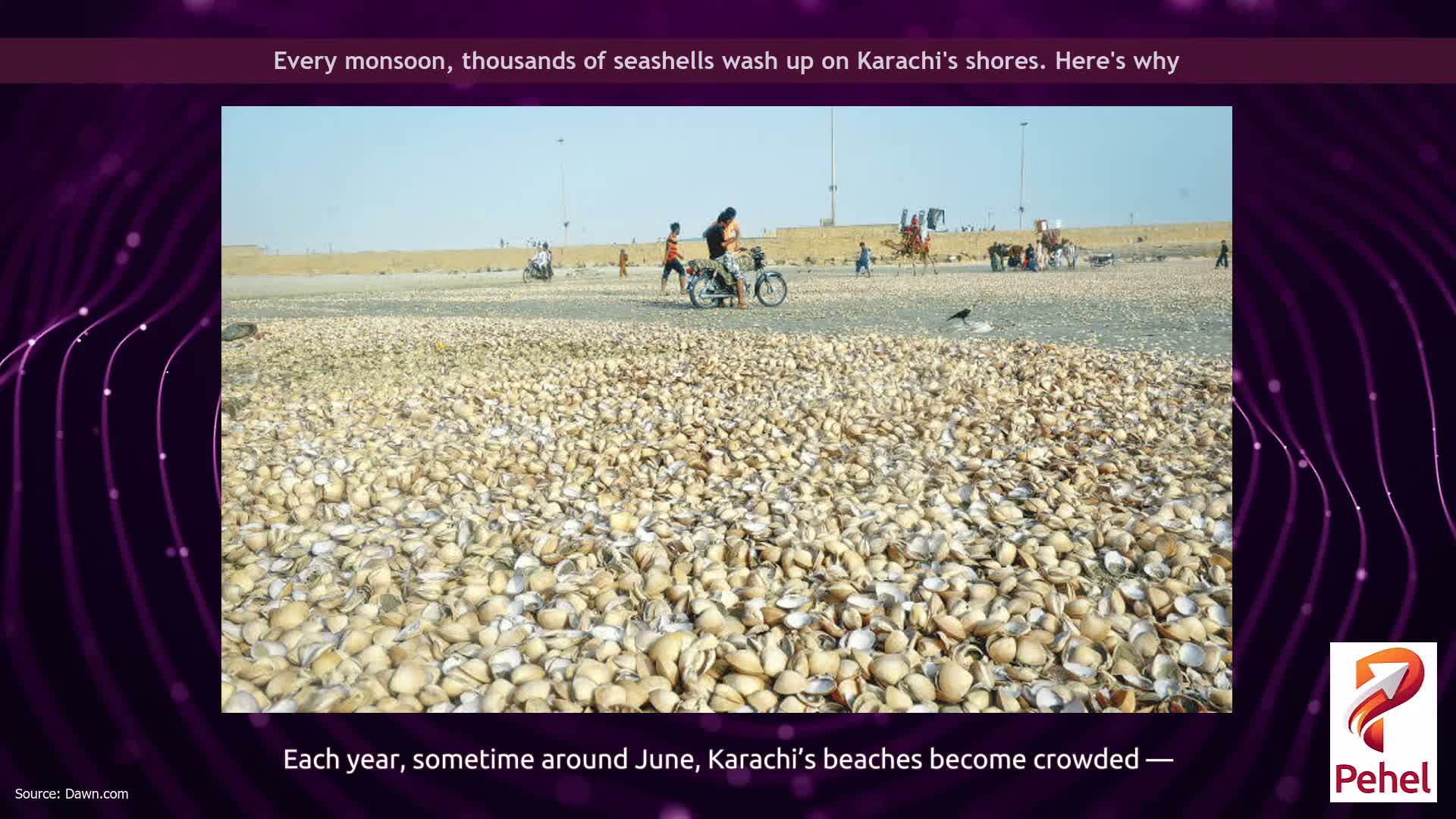 Every monsoon, thousands of seashells wash up on Karachi's shores. Here's why
