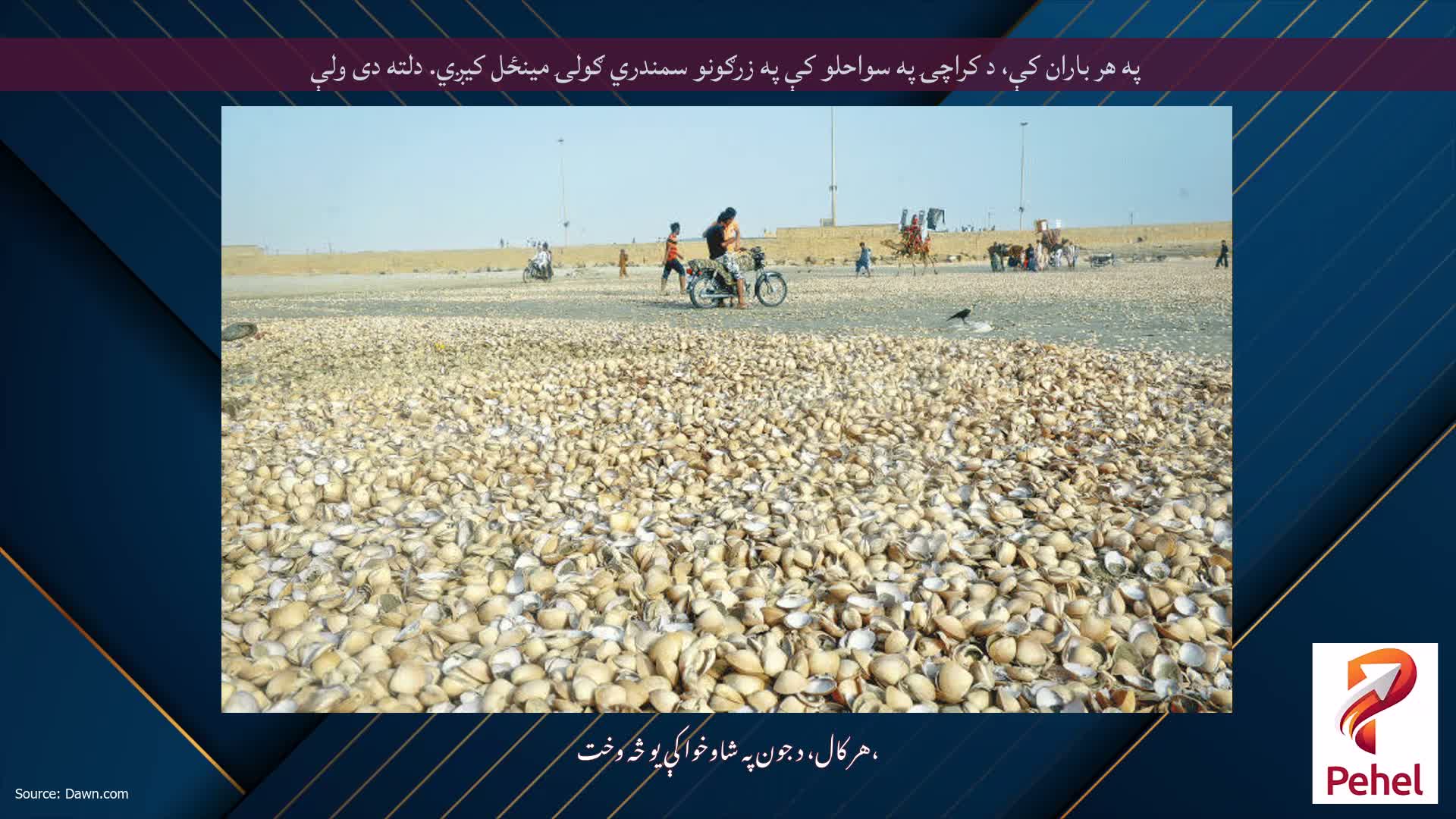 په هر باران کې، د کراچۍ په سواحلو کې په زرګونو سمندري ګولۍ مینځل کیږي. دلته دی ولې
