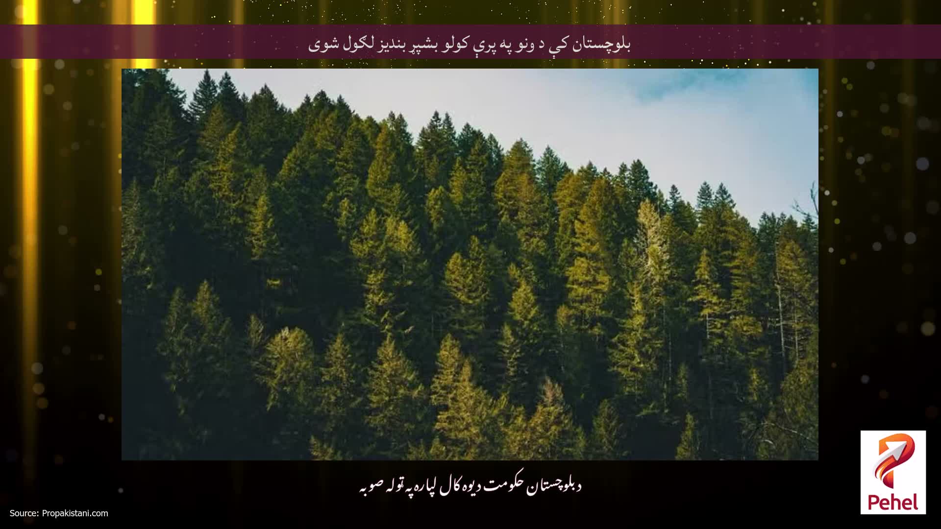 بلوچستان کې د ونو په پرې کولو بشپړ بندیز لګول شوی