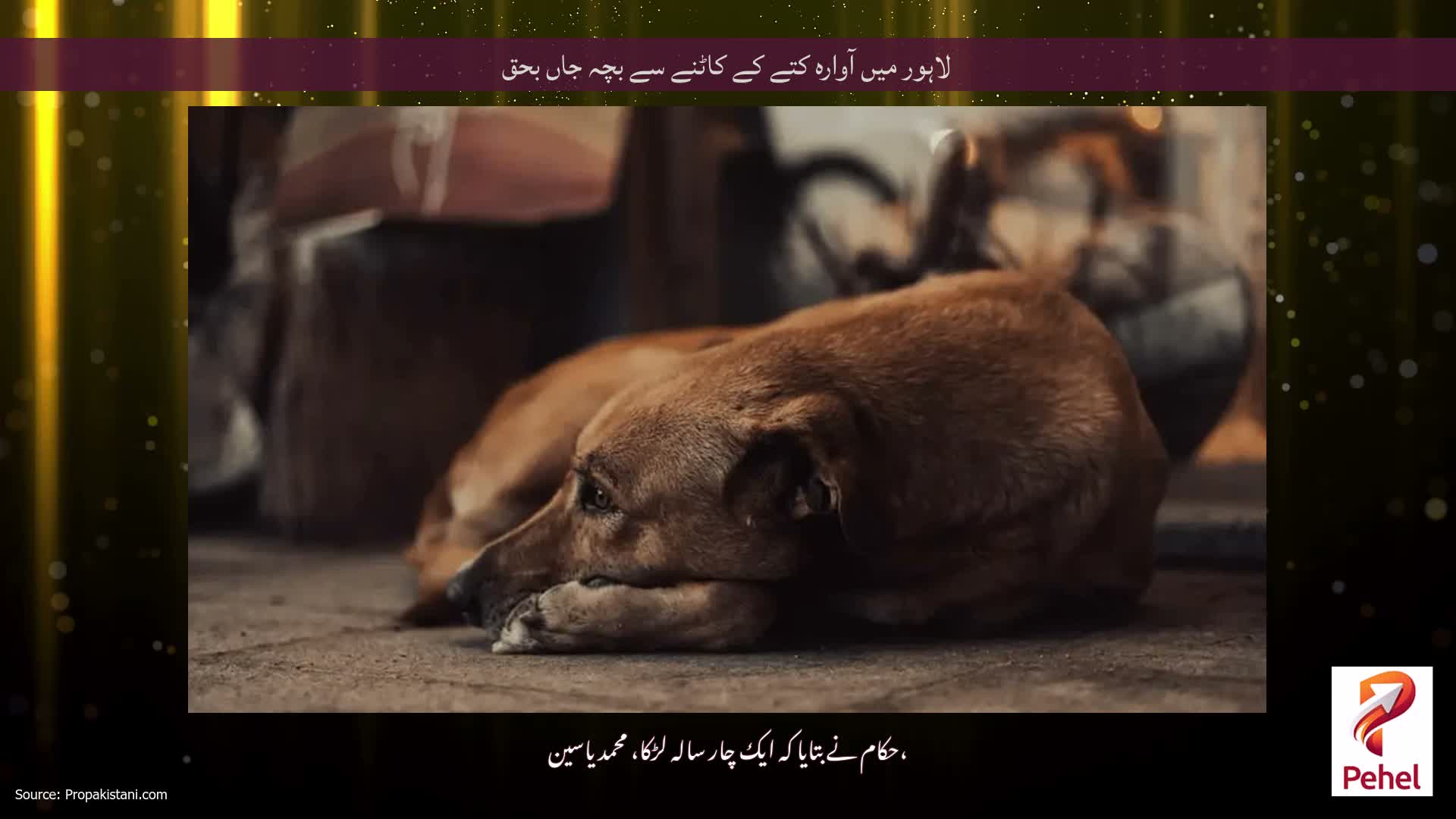 لاہور میں آوارہ کتے کے کاٹنے سے بچہ جاں بحق