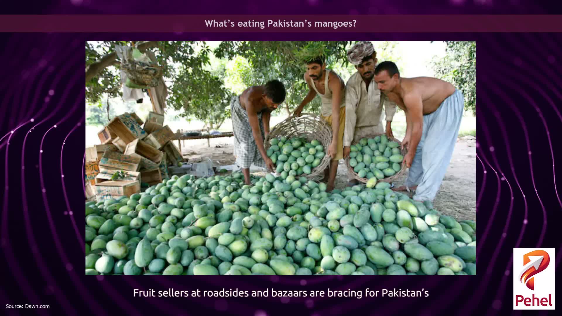 What’s eating Pakistan’s mangoes?