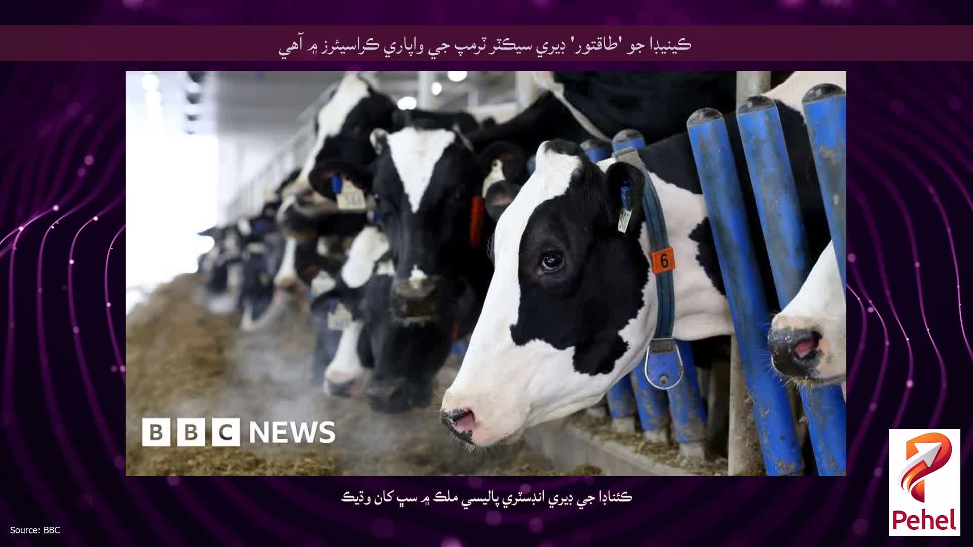 ڪينيڊا جو 'طاقتور' ڊيري سيڪٽر ٽرمپ جي واپاري ڪراسيئرز ۾ آهي