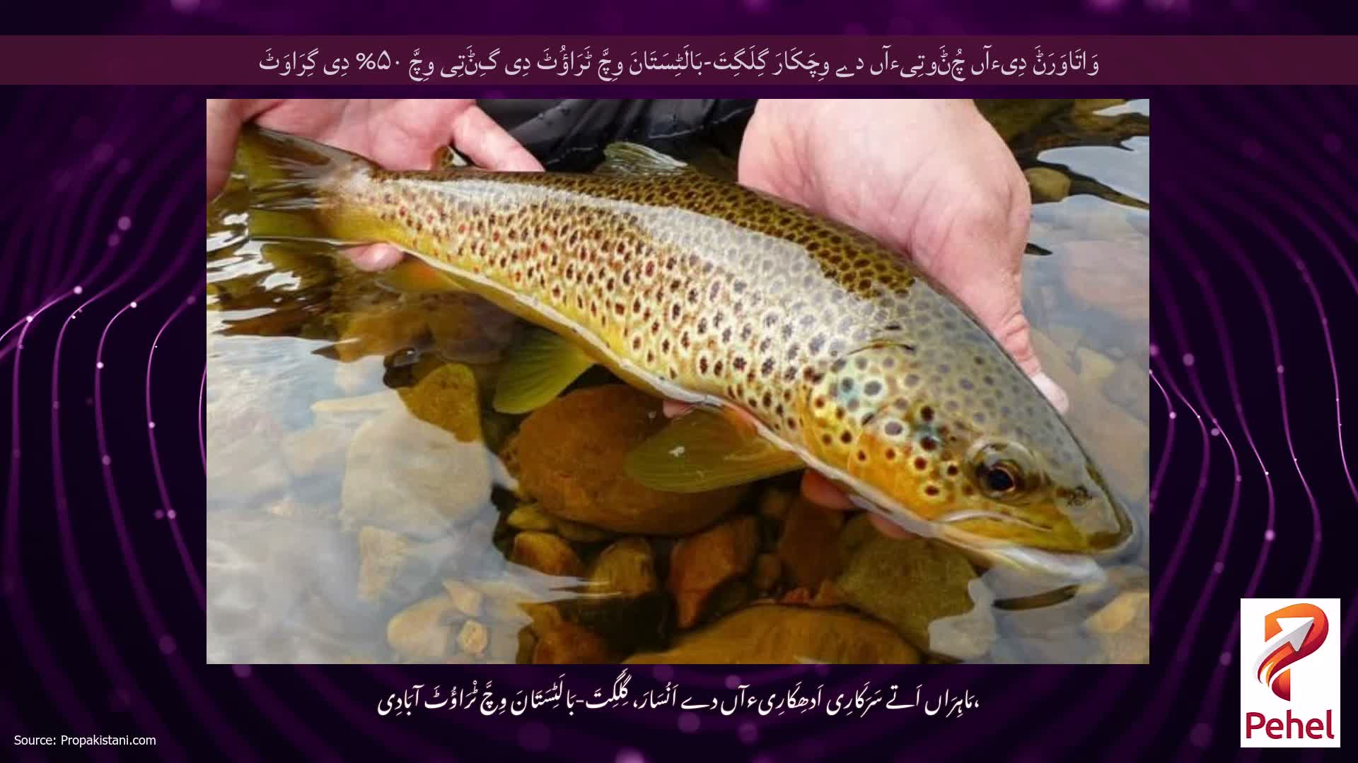 وَاتَاوَرَݨَ دِیءآں چُݨَوتِیءآں دے وِچَکَارَ گِلَگِتَ-بَالَٹِسَتَانَ وِچَّ ٹَرَاؤُٹَ دِی گِݨَتِی وِچَّ ۵۰% دِی گِرَاوَٹَ